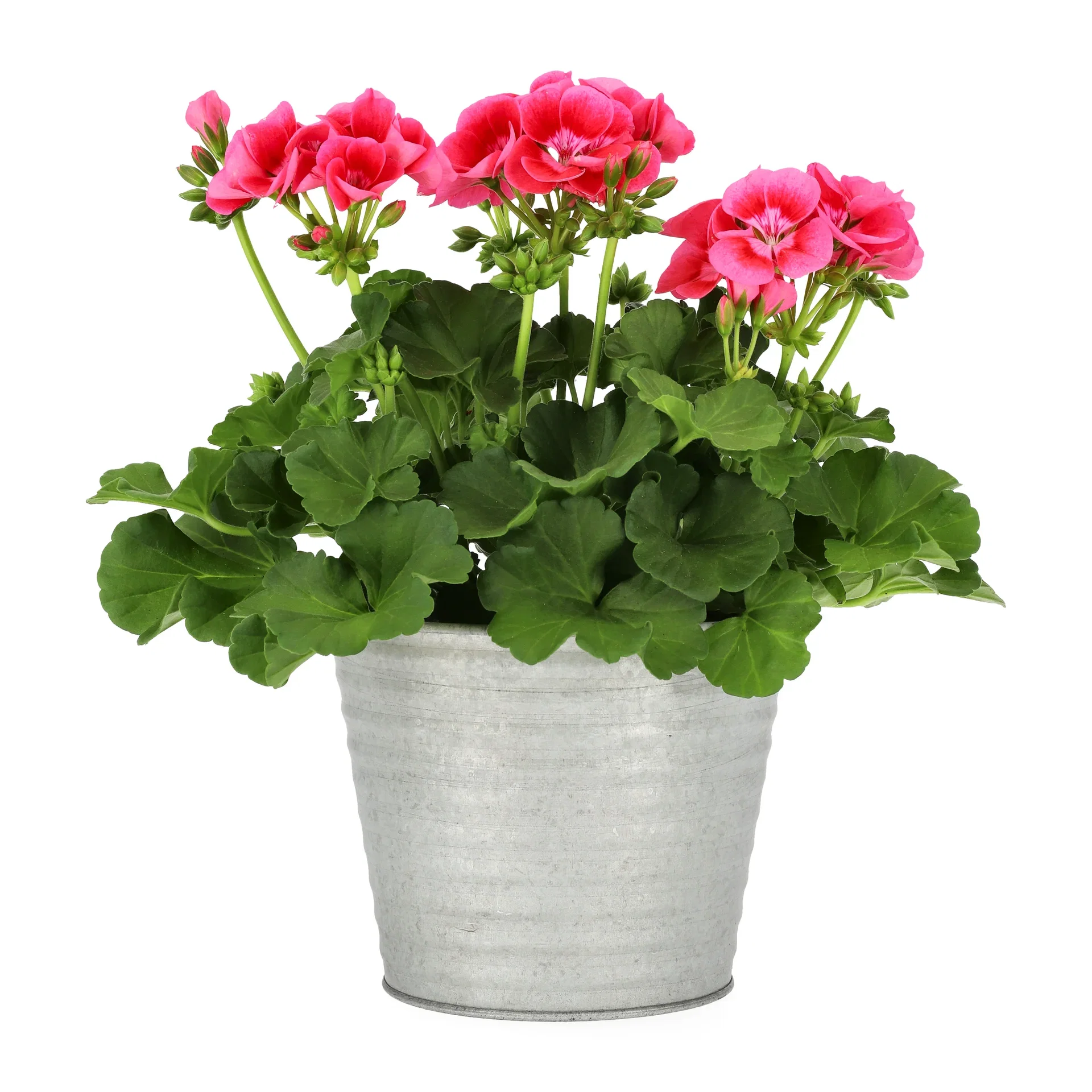 Pelargonia Pretty Little 'Pink Splash'