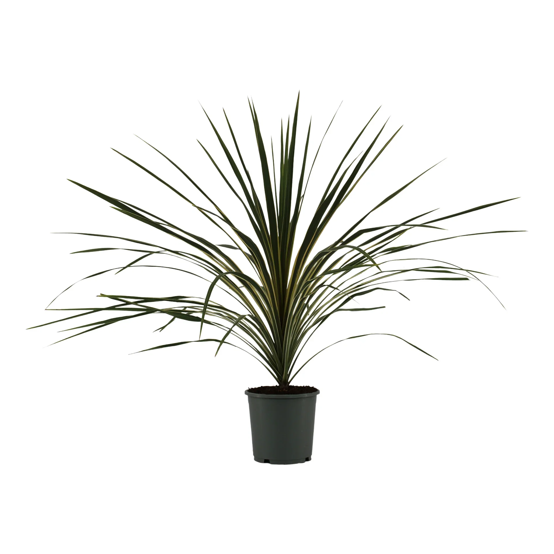 Australdrakelilje 'Variegata'