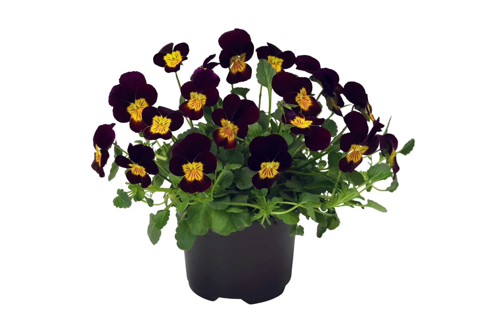 Viola small fl. Red 12 cm