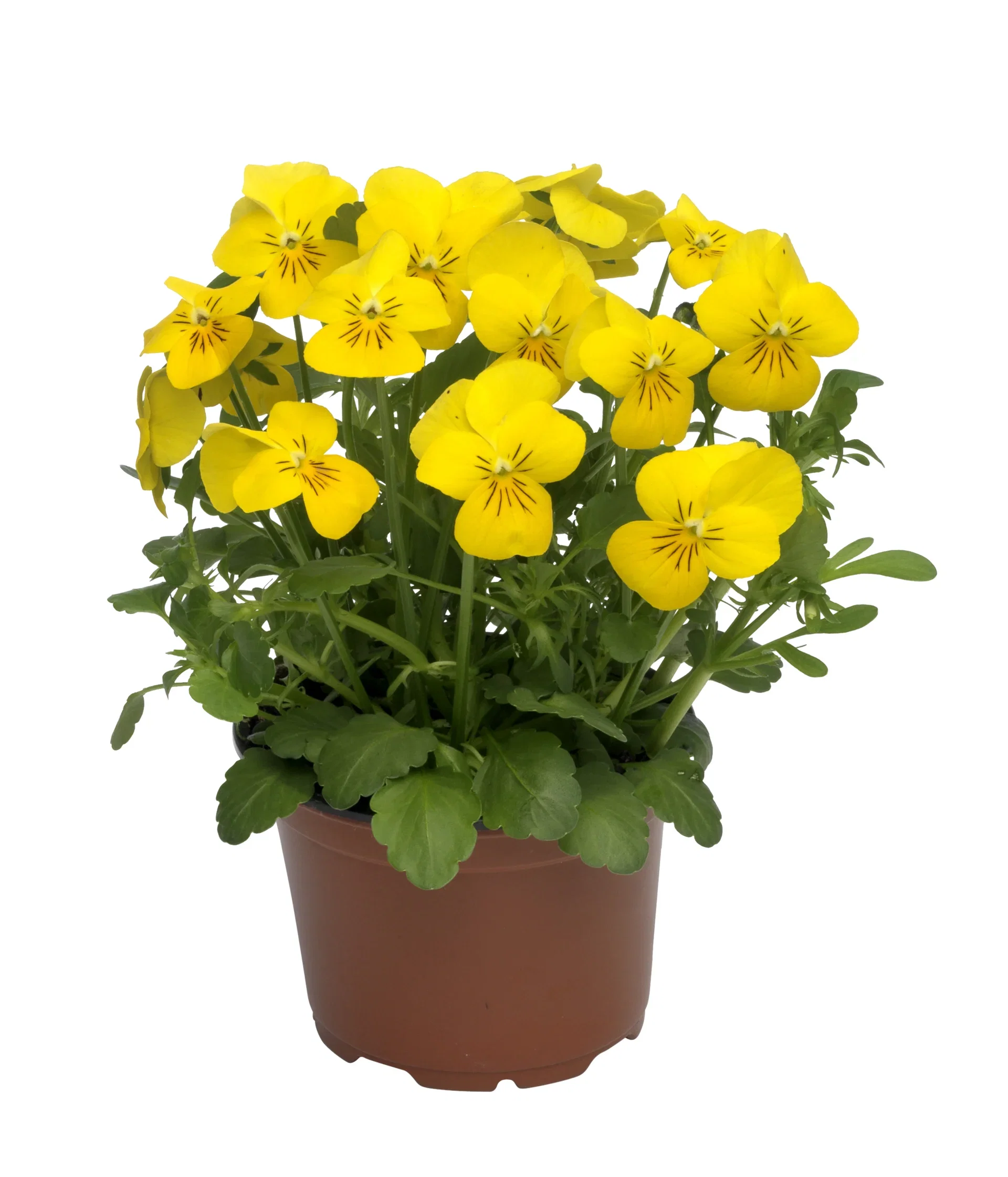 Viola small fl. Yellow/Orange 12 cm