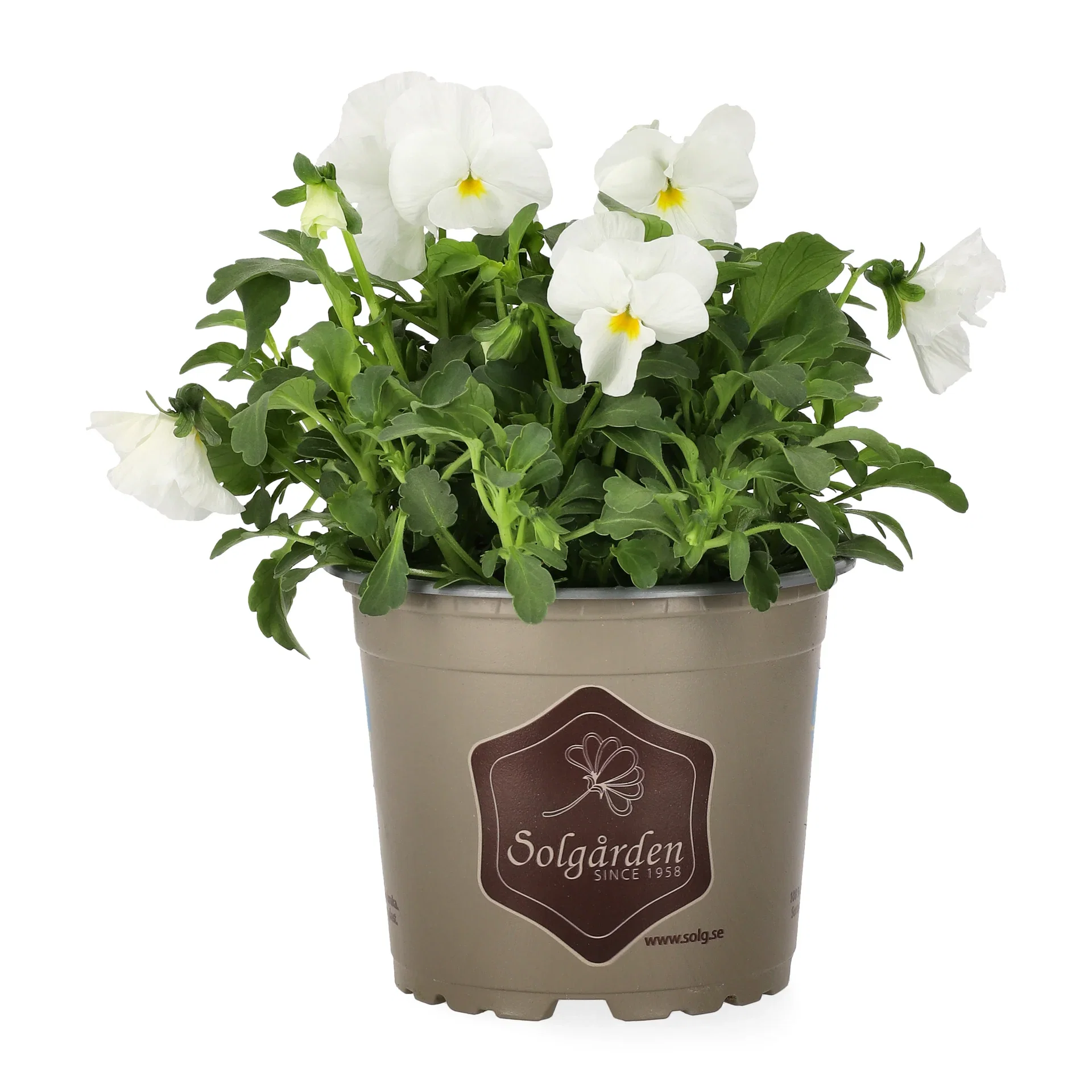Viola small fl. White 12 cm