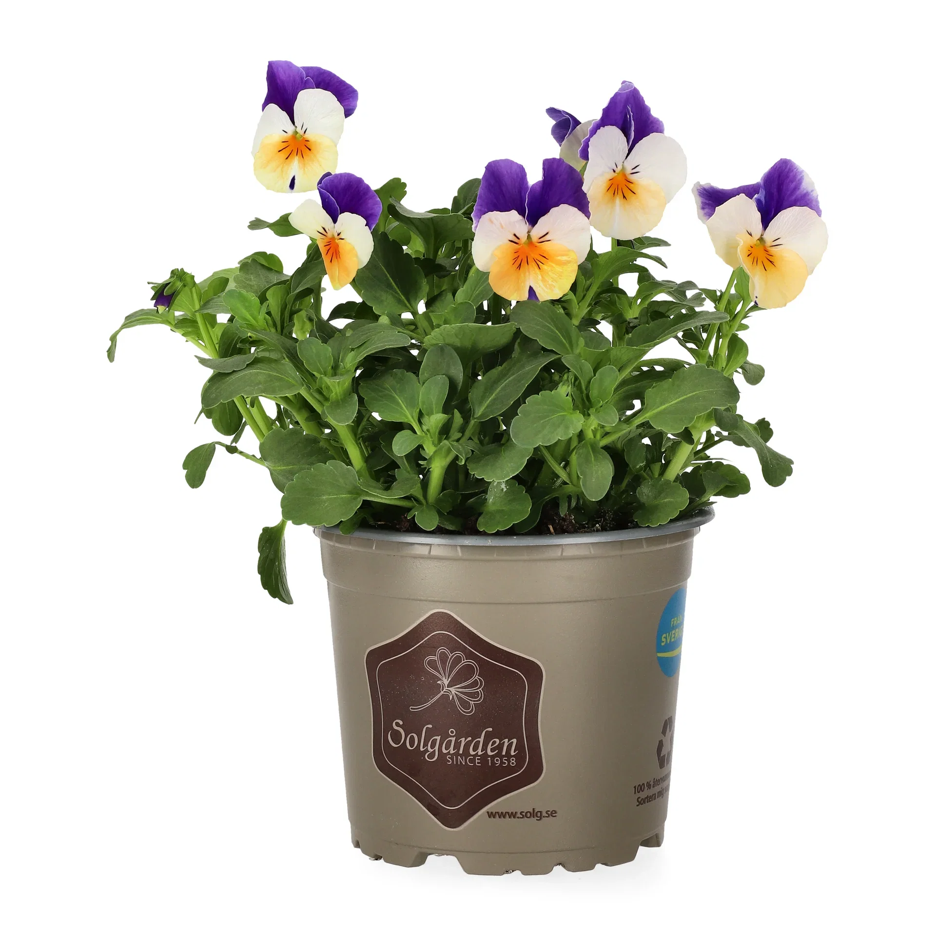 Viola small fl. Bicolor 12 cm