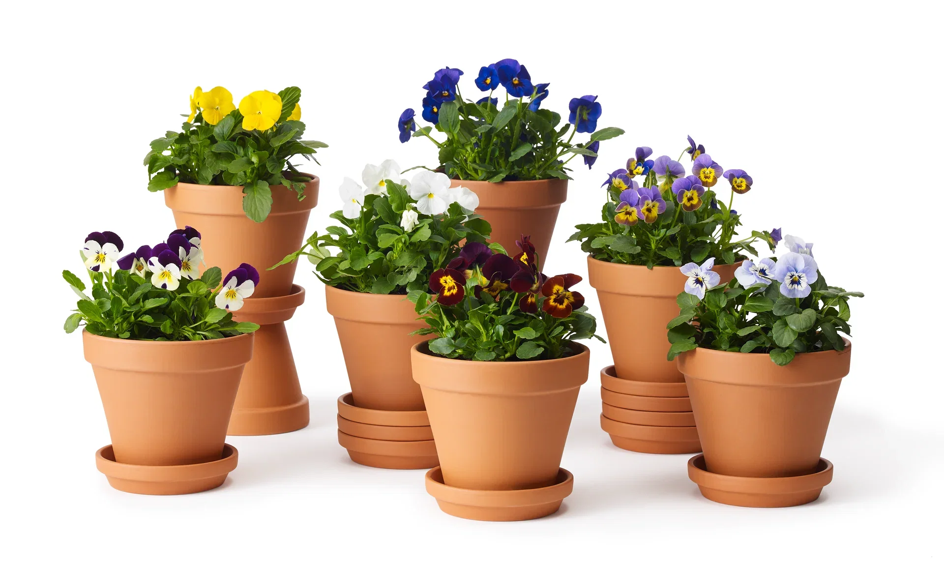 Viola small fl. Blue/Purple 12