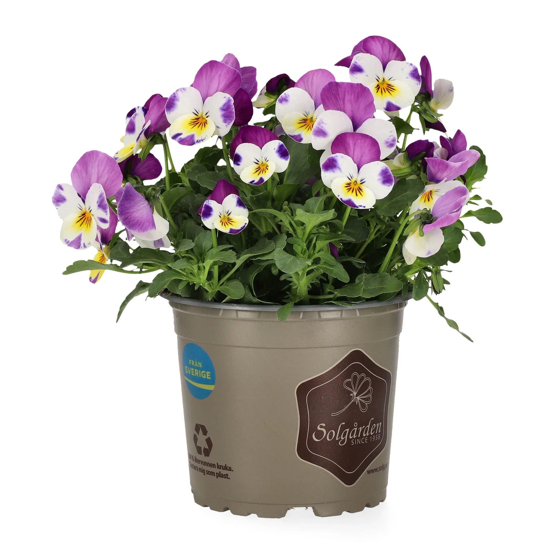 Viola small fl. Bicolor 12 cm