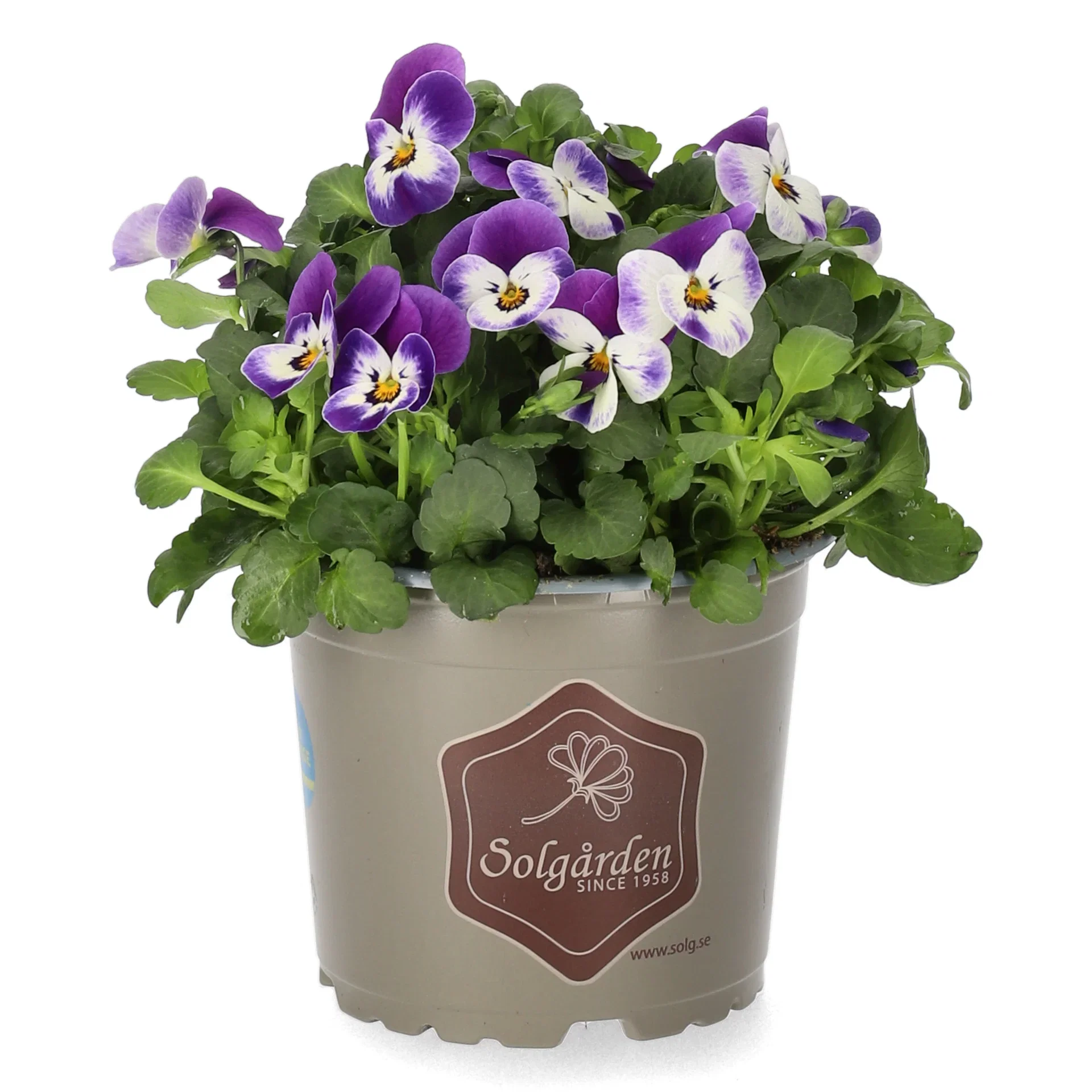 Viola small fl. Blue/Purple 12