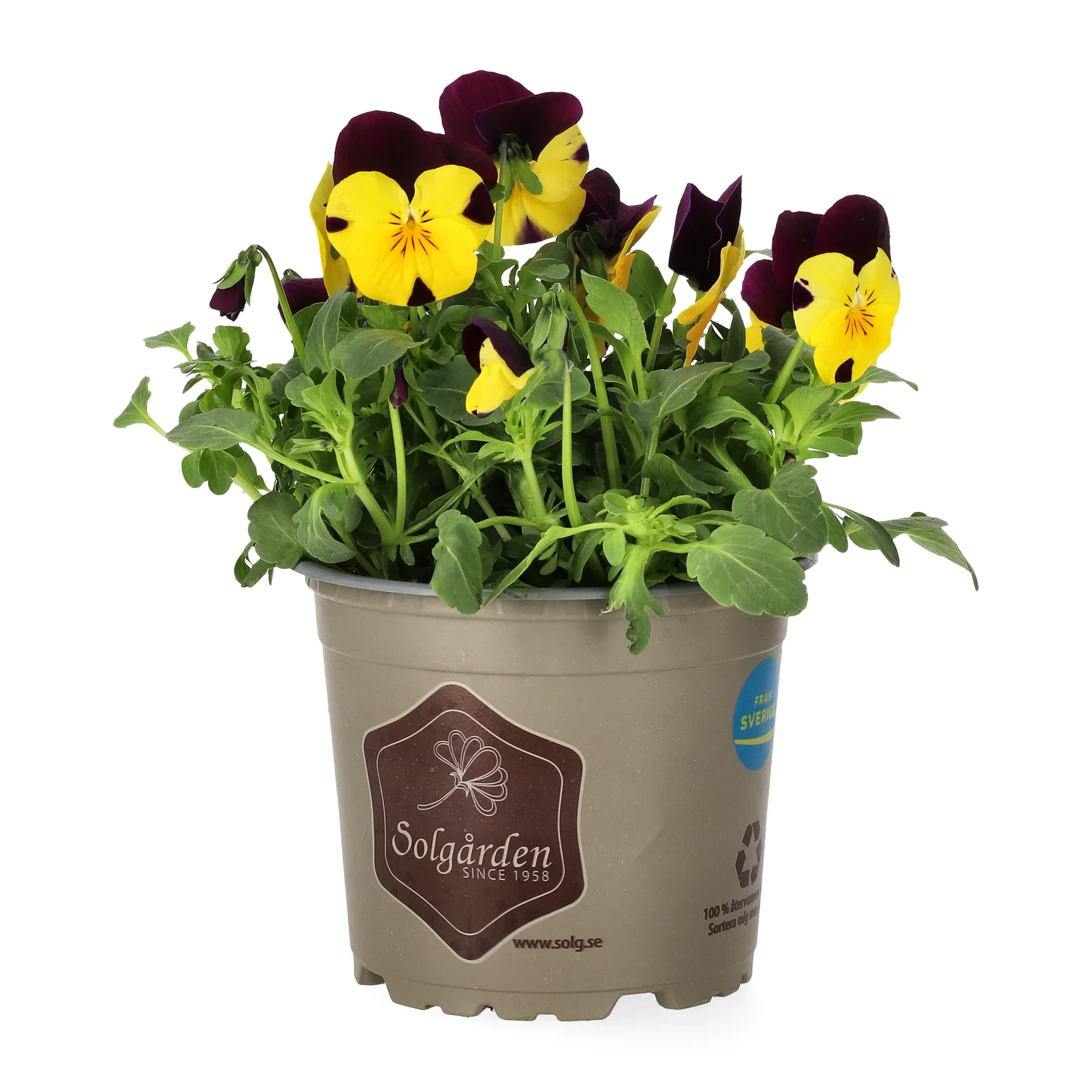 Viola small fl. Bicolor 12 cm