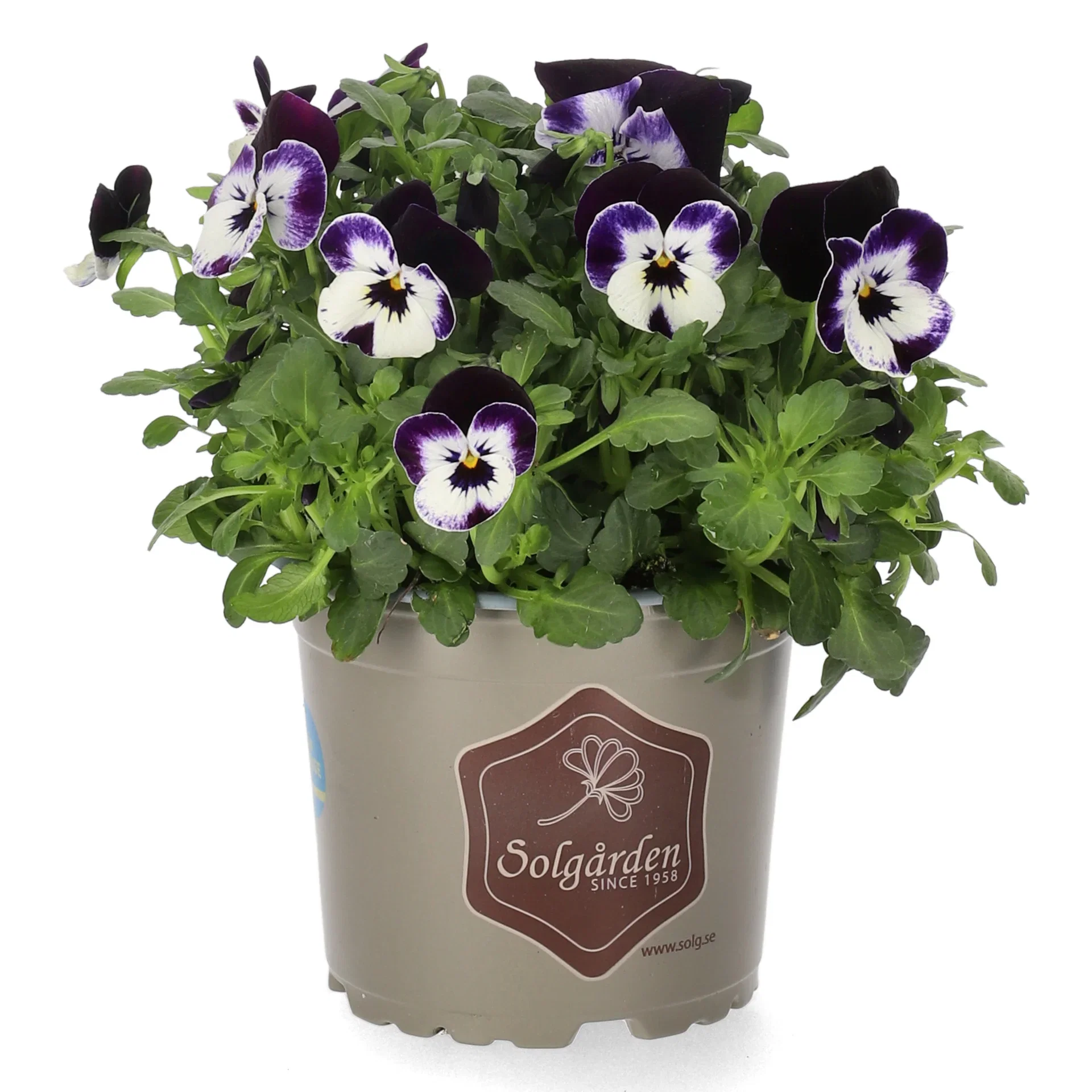 Viola small fl. Blue/Purple 12