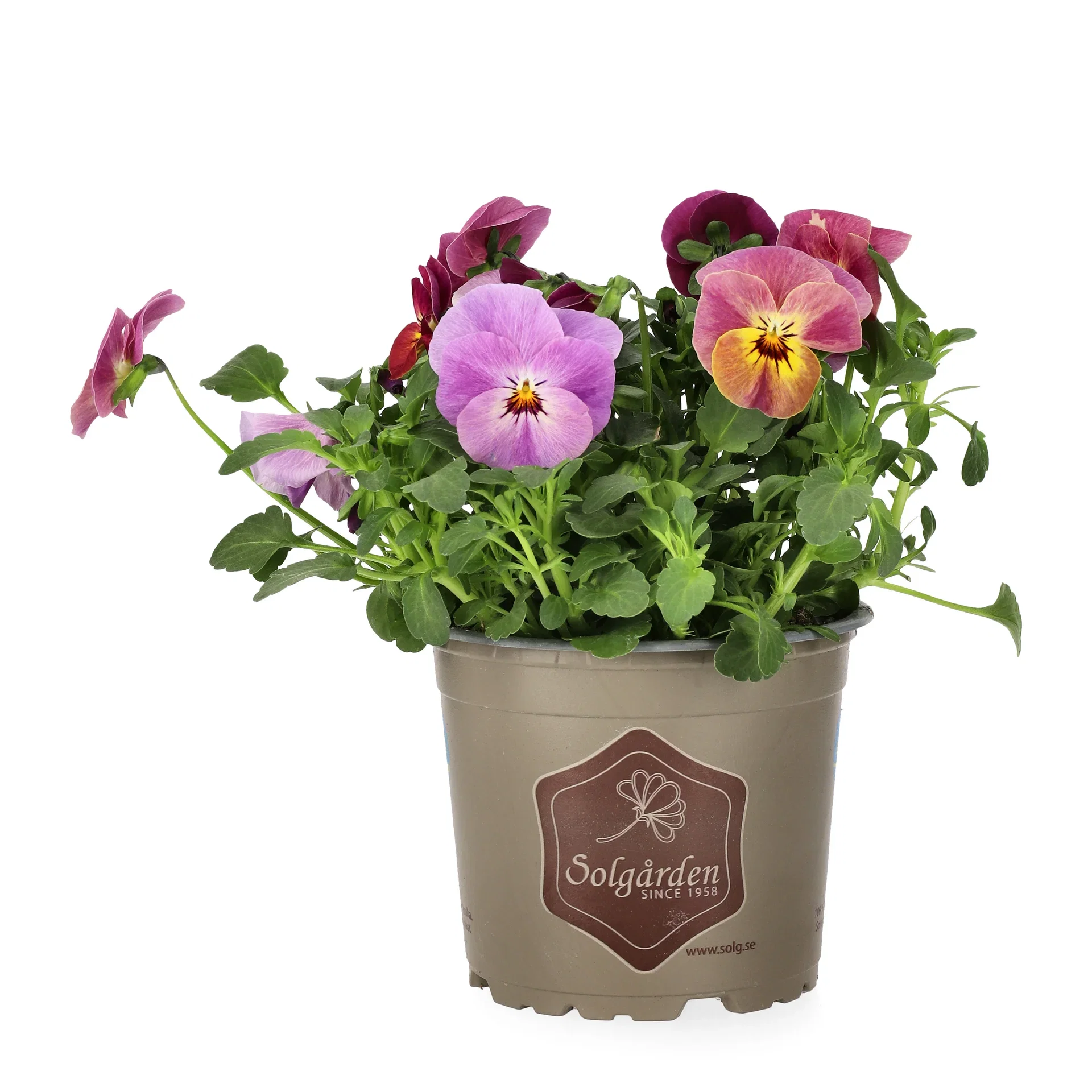 Viola small fl. Bicolor 12 cm