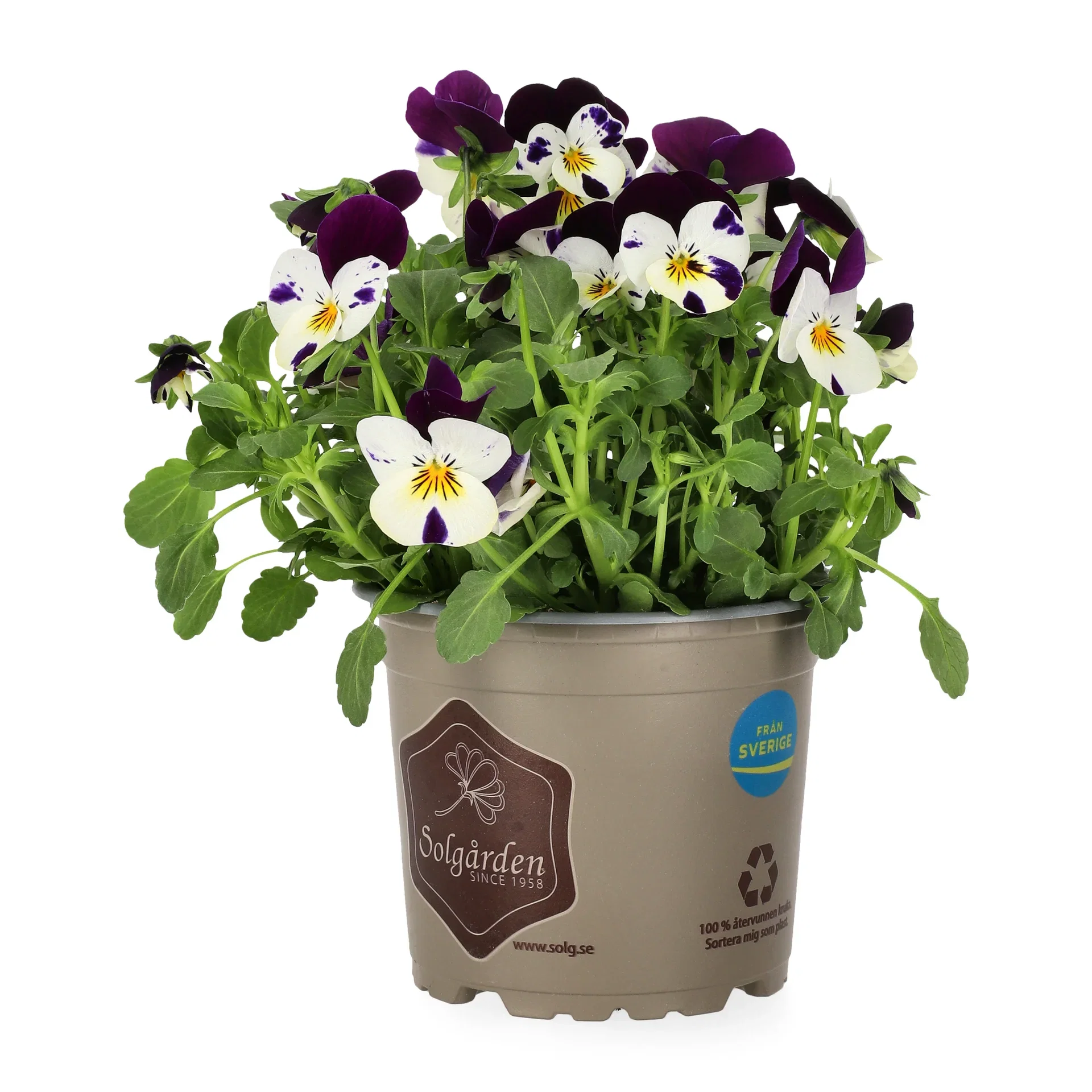 Viola small fl. Bicolor 12 cm