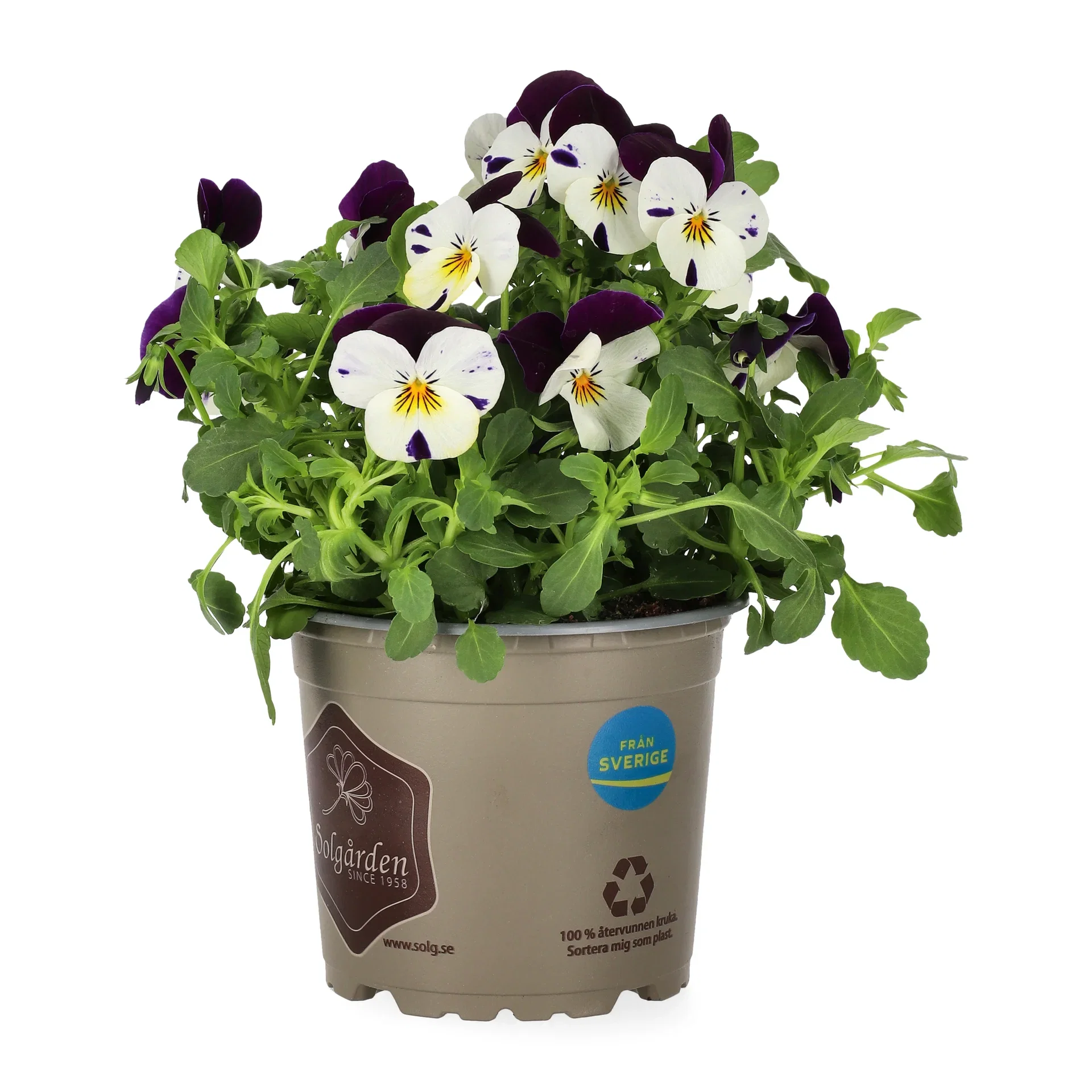 Viola small fl. Bicolor 12 cm