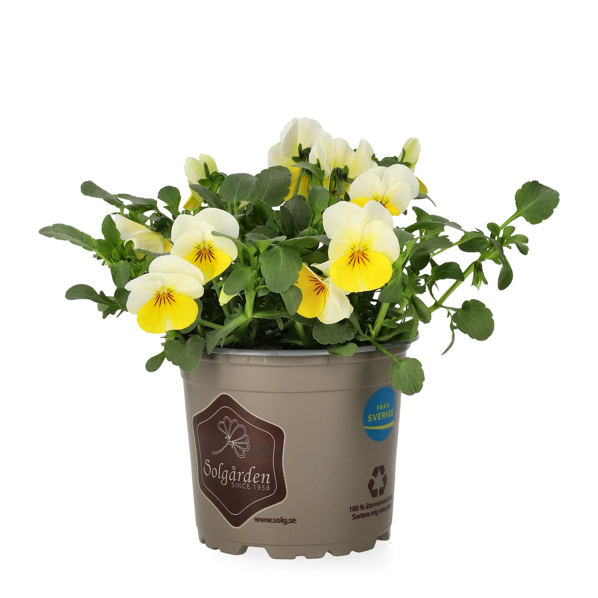 Viola small fl. Bicolor 12 cm