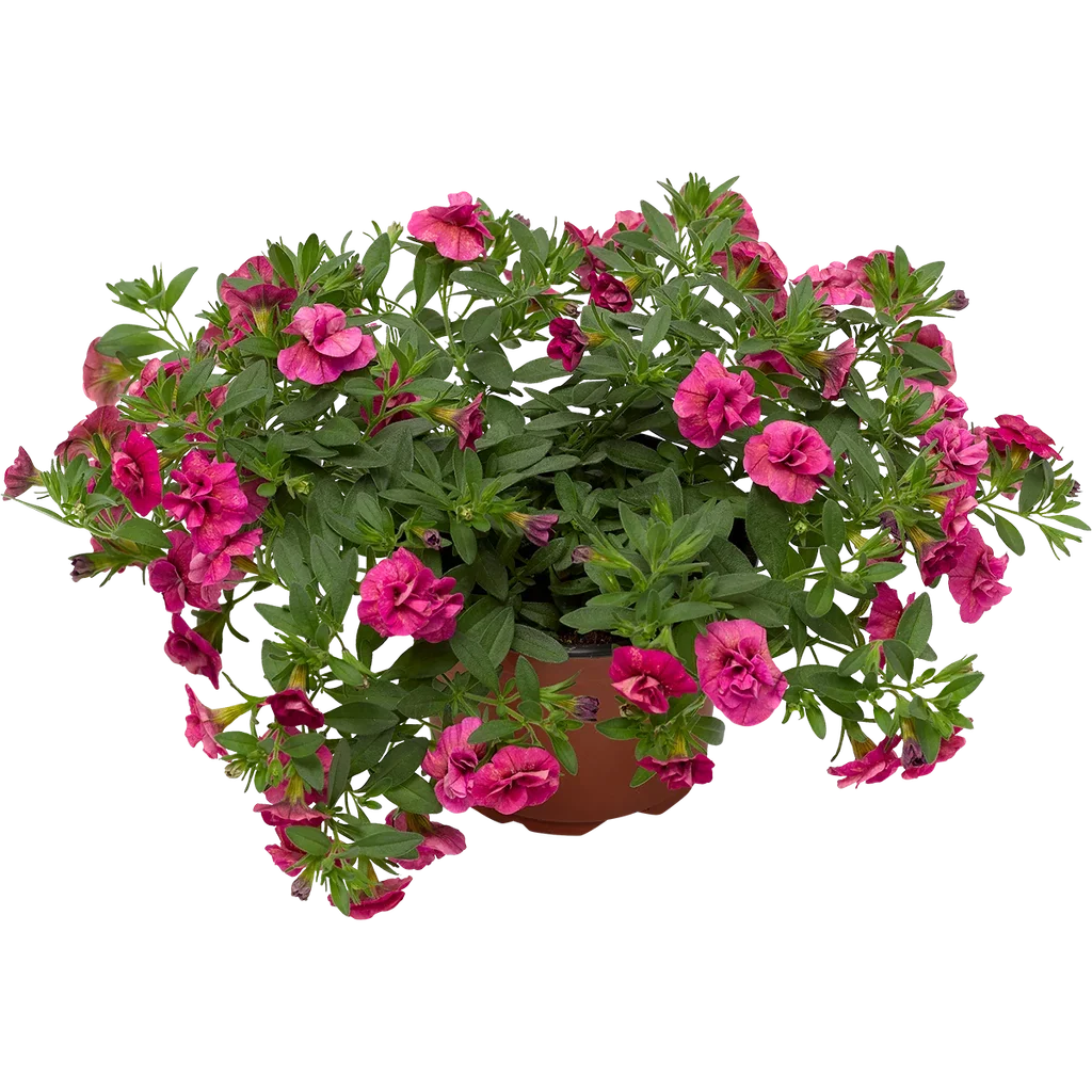 Liten petunia fullblomstret