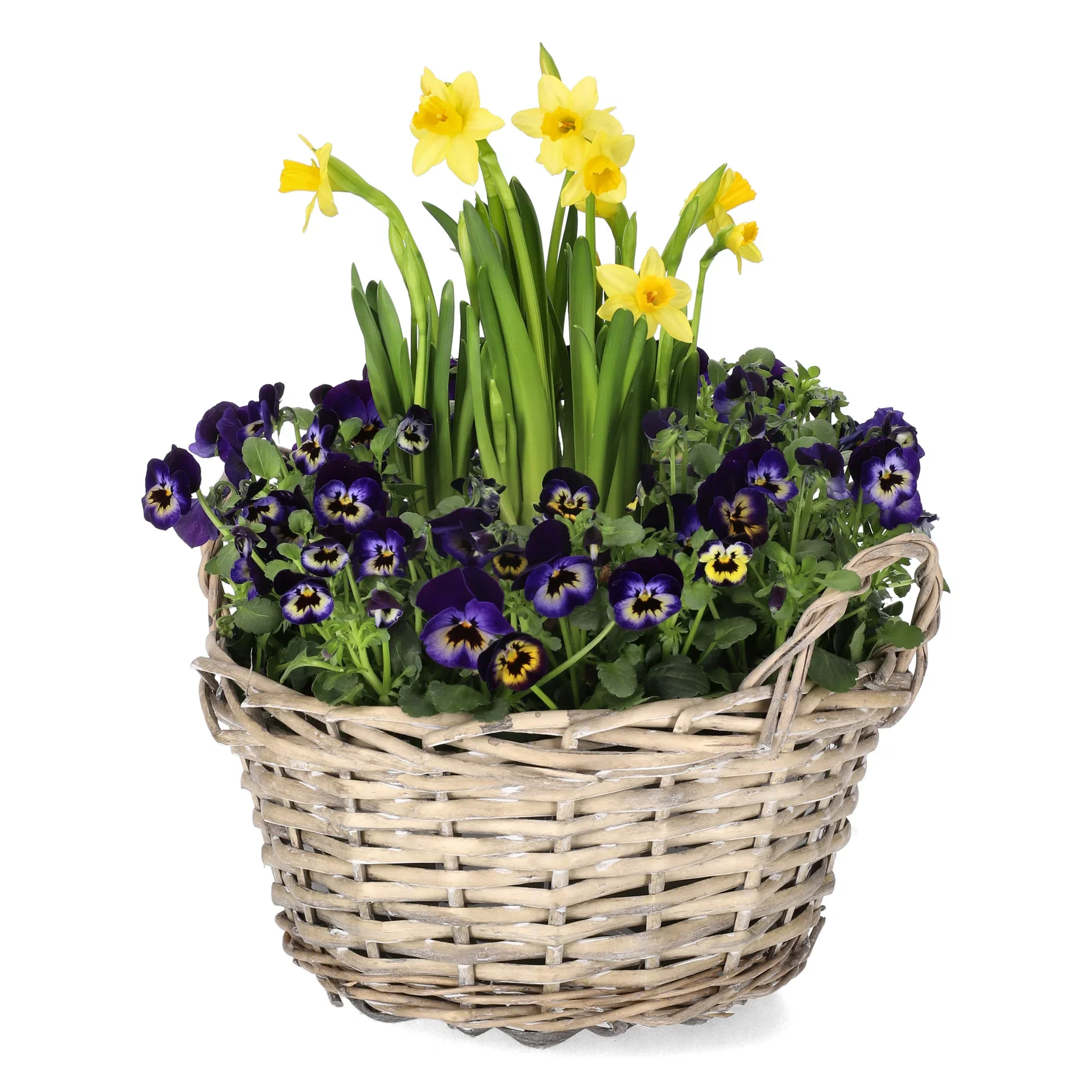 Romantic G. Viola, Narciss Blue bowl 23 cm