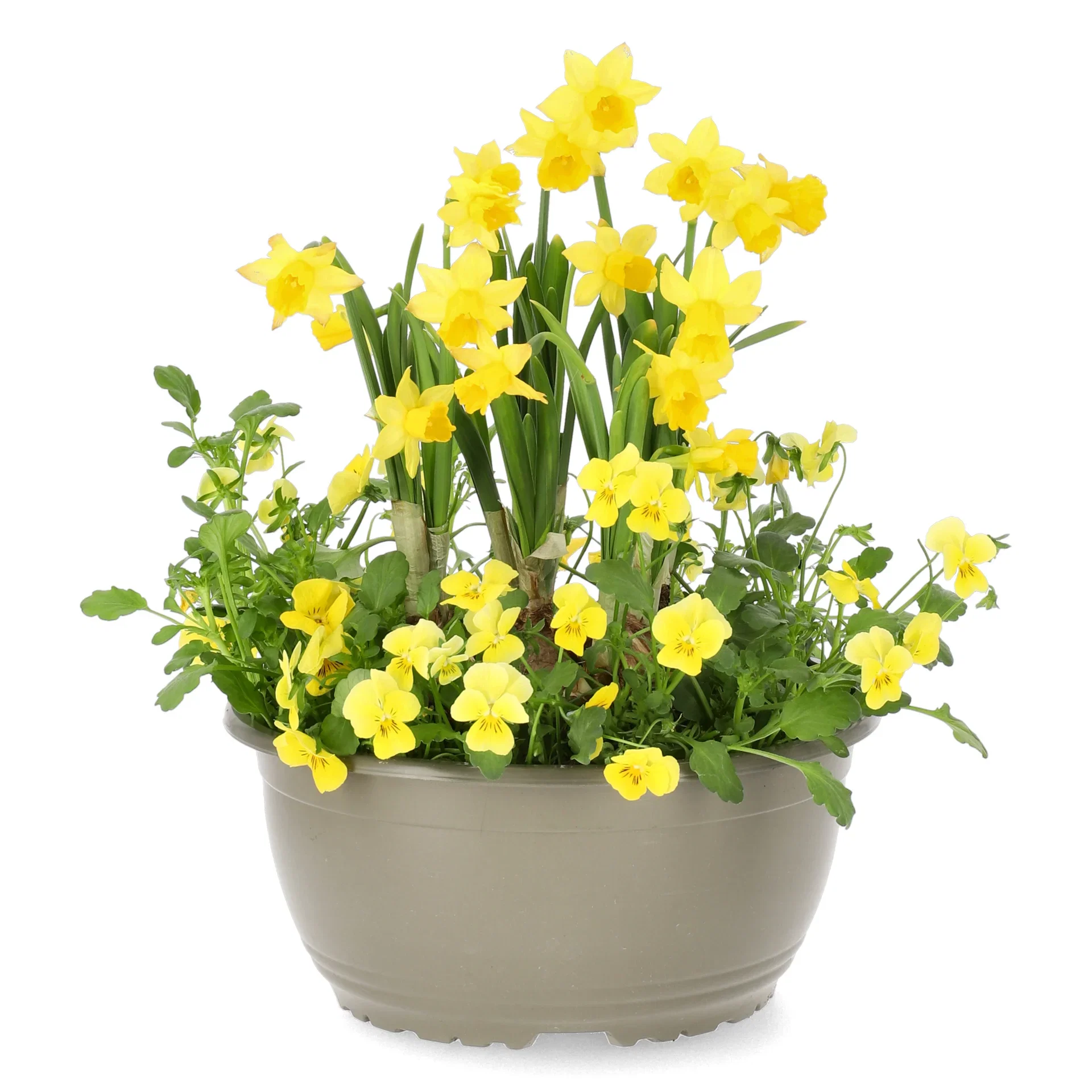 Romantic G. Viola, Narciss Yellow/Orange bowl 23 cm