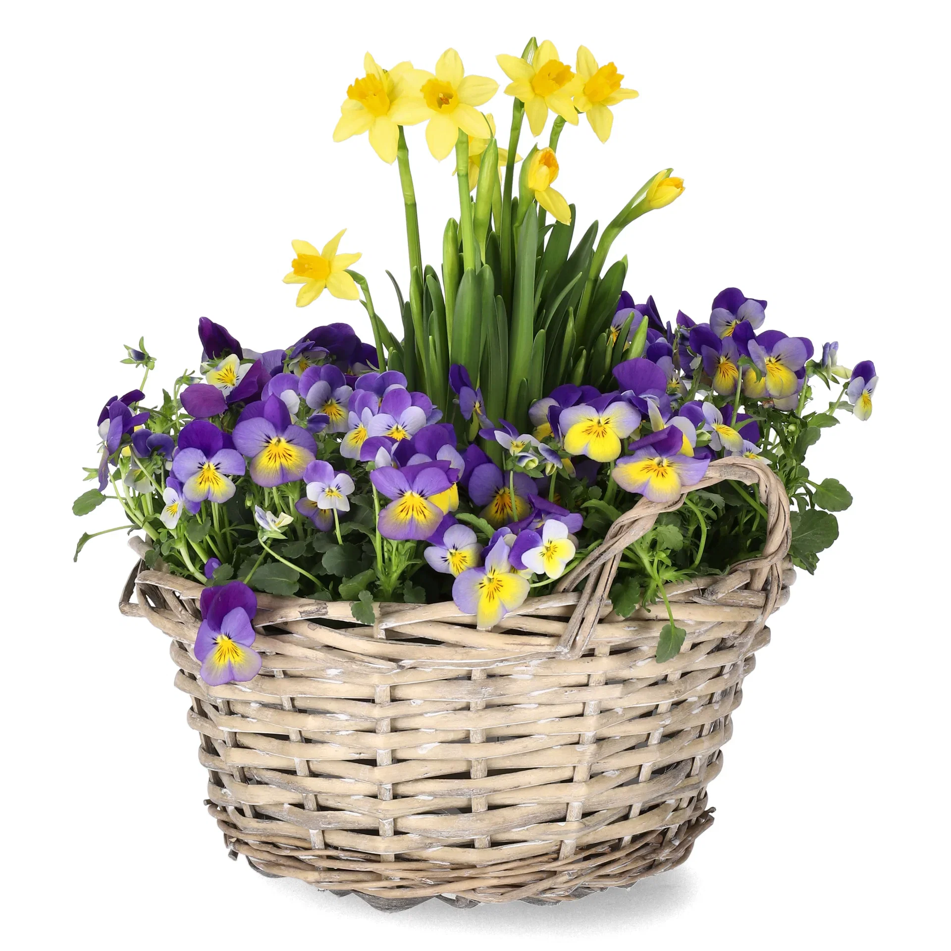 Romantic G. Viola, Narciss Bicolor bowl 23 cm