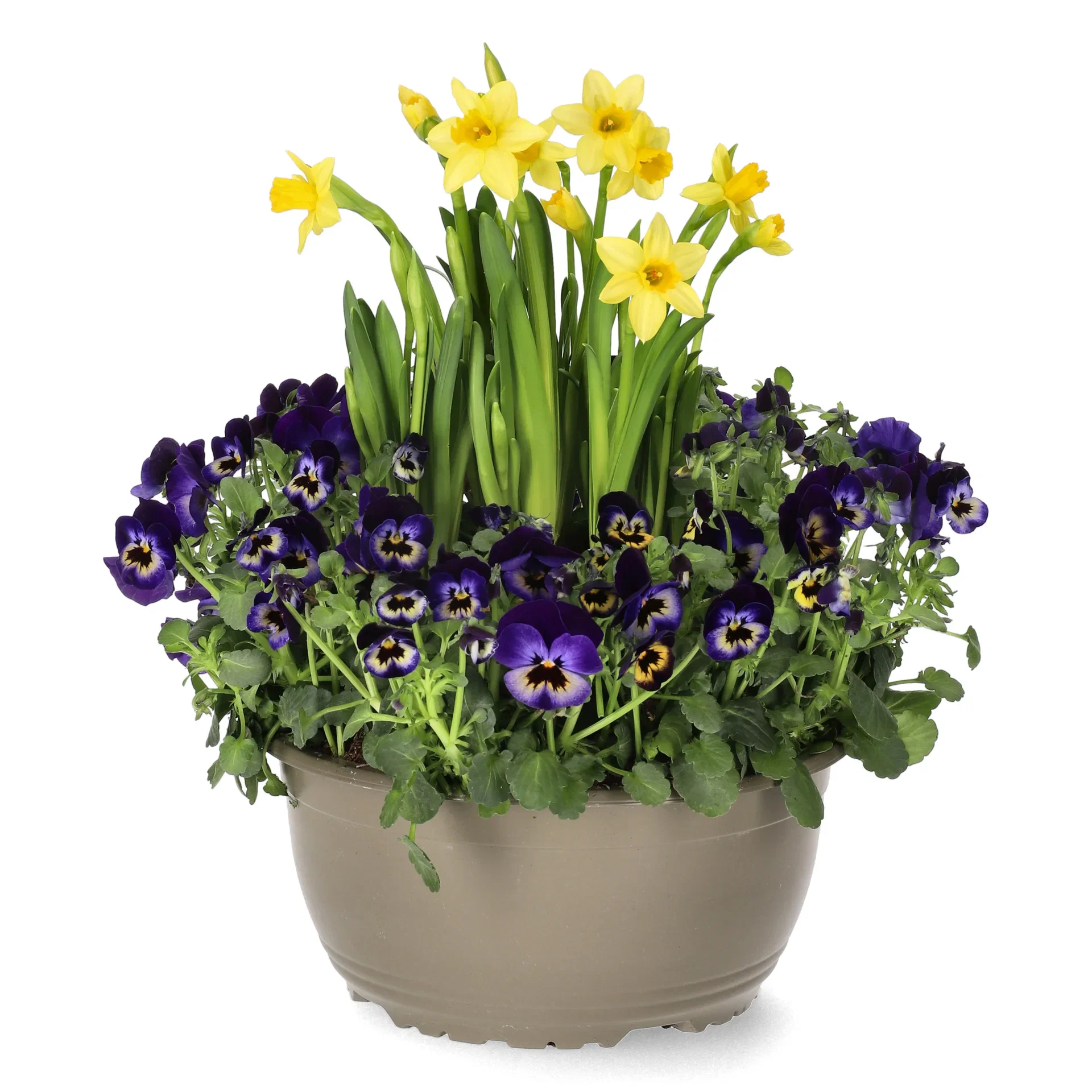 Romantic G. Viola, Narciss Blue bowl 23 cm