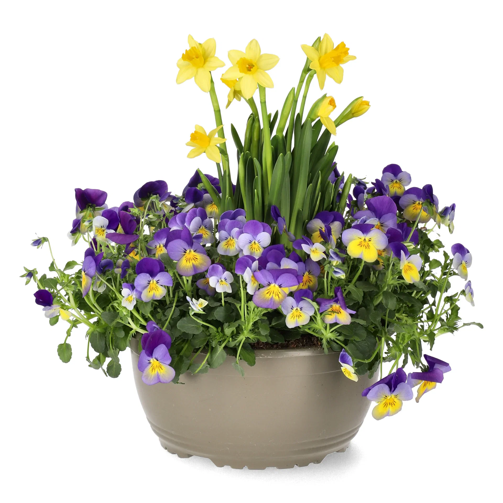 Romantic G. Viola, Narciss Bicolor bowl 23 cm