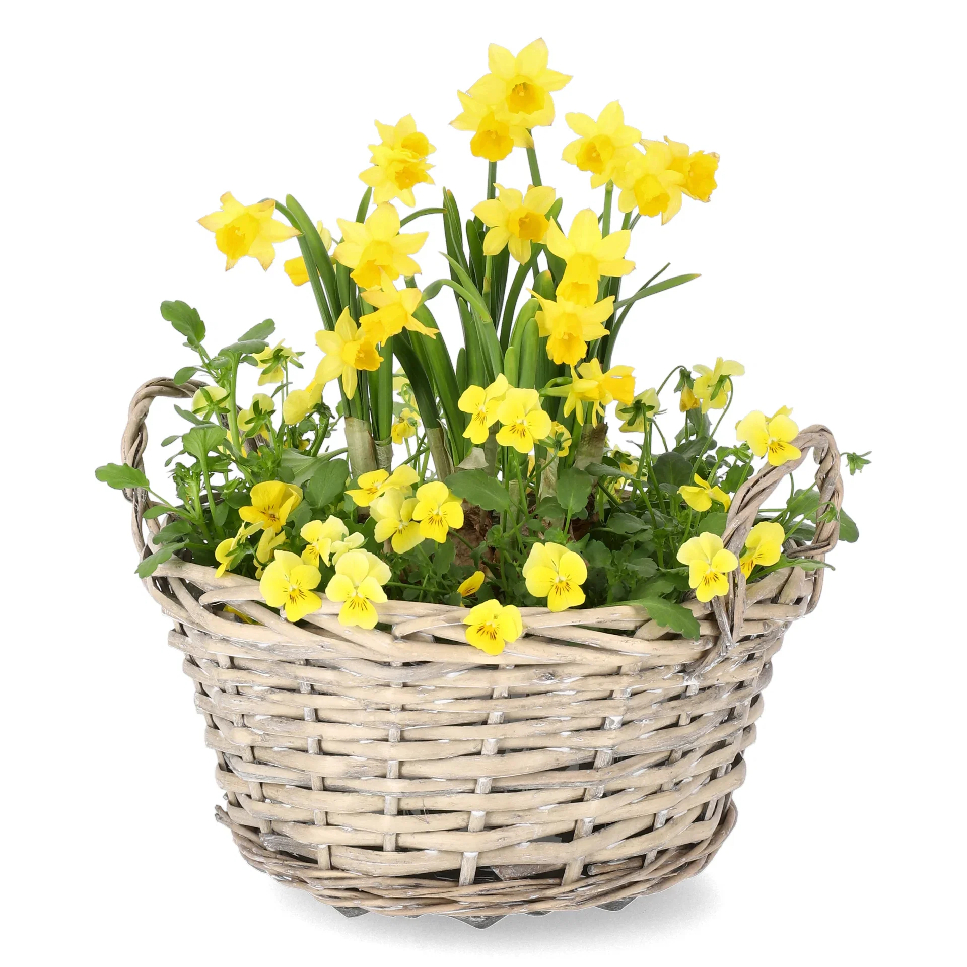 Romantic G. Viola, Narciss Yellow/Orange bowl 23 cm