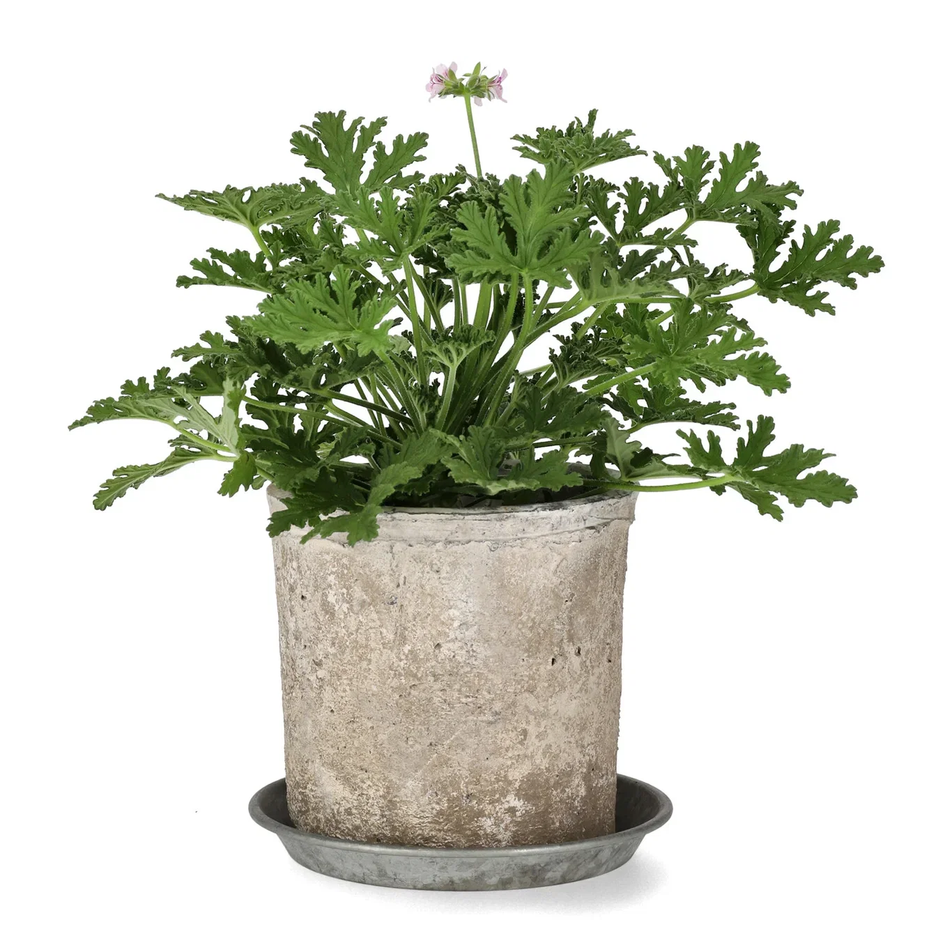 Duftpelargonium 'Dr. Westerlund'