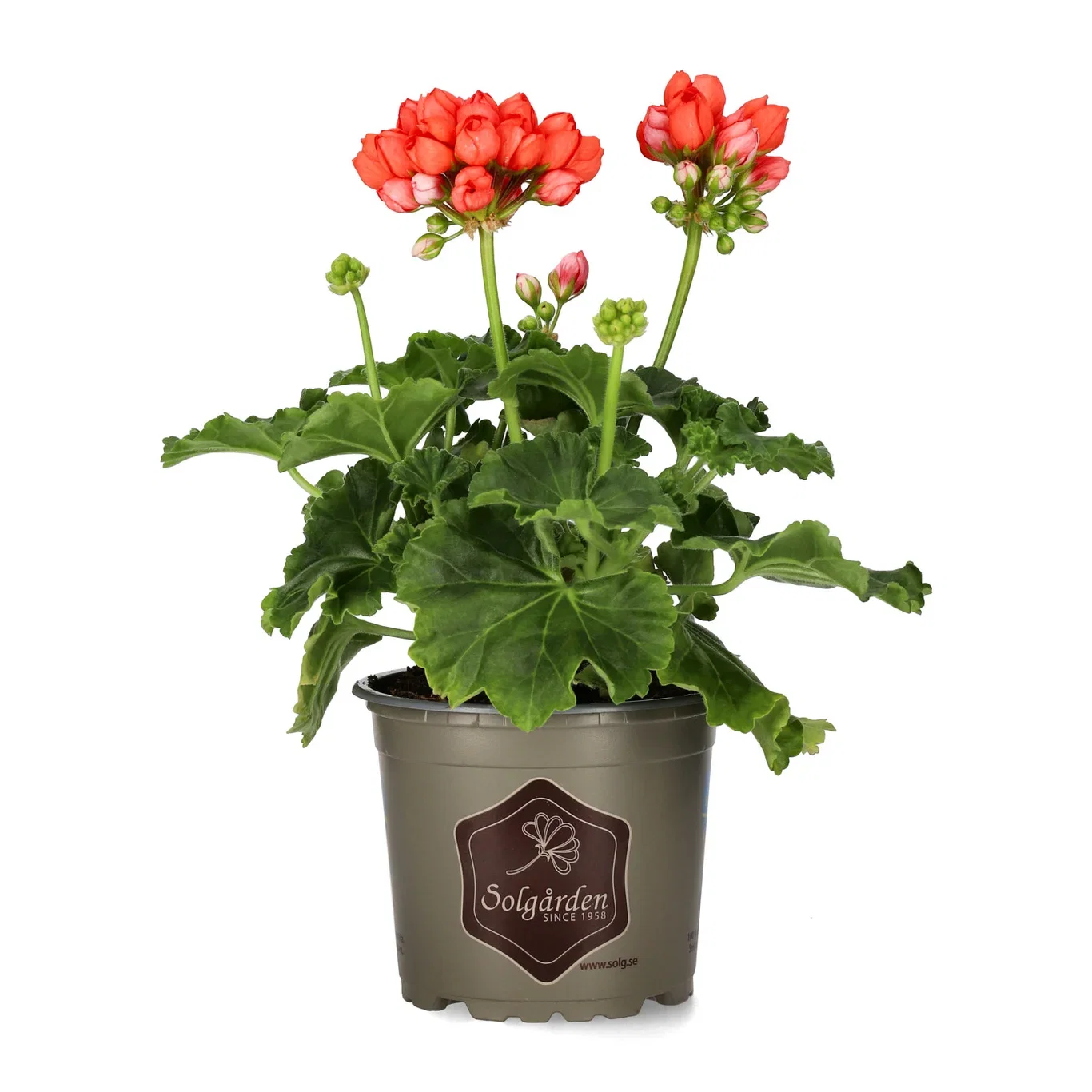 Tulipangeranium 'Red Pandora'