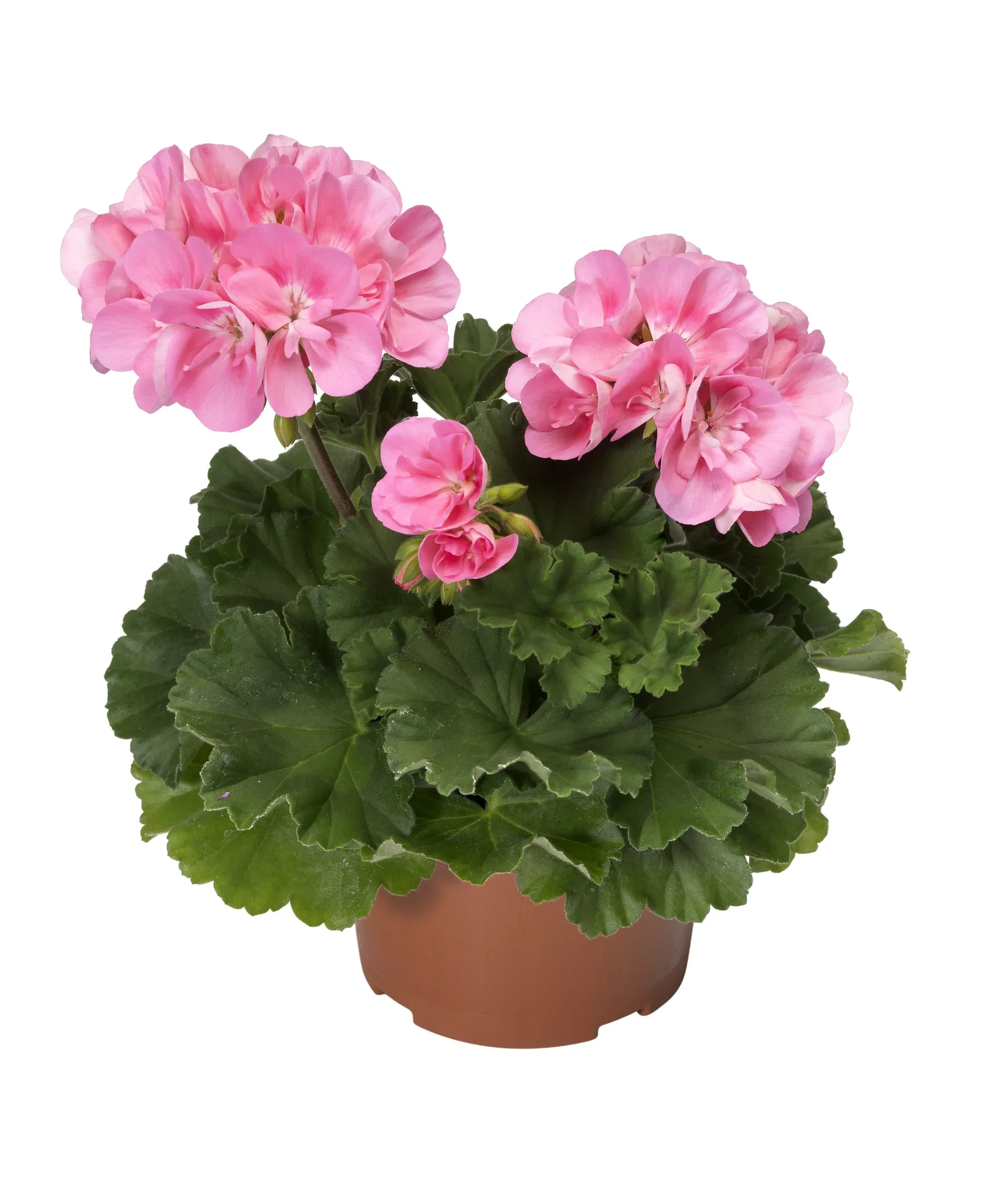 Pel. zonale Pink 12 cm