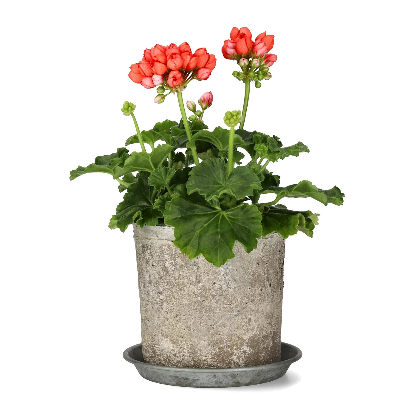 Tulipangeranium 'Red Pandora'