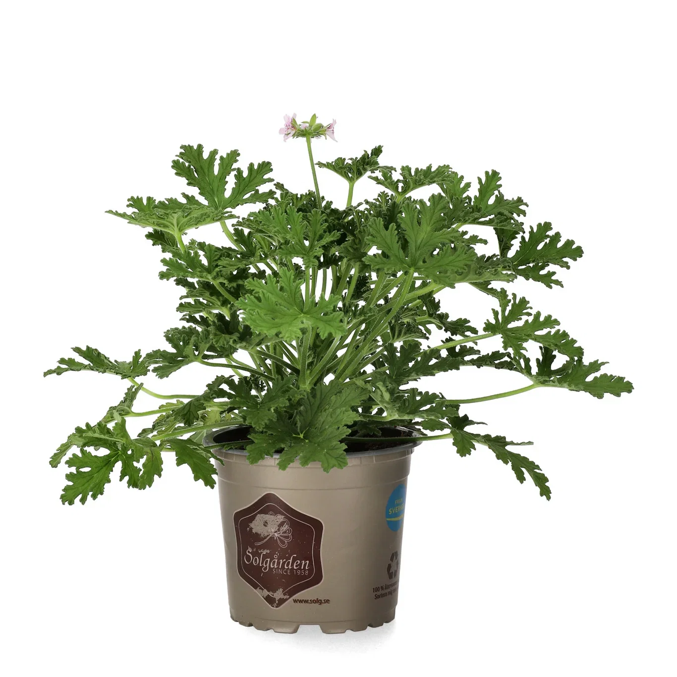 Duftpelargonium 'Dr. Westerlund'