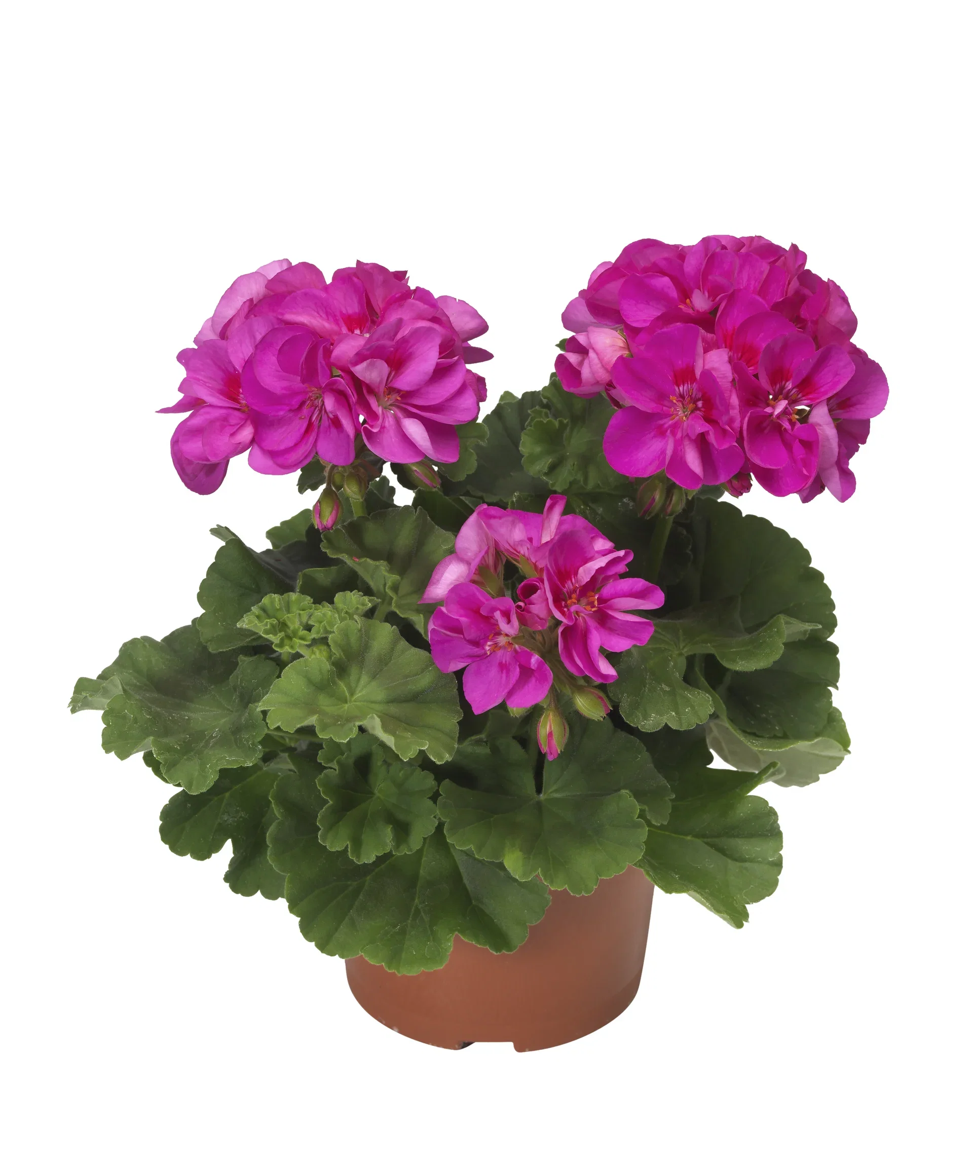 Pel. zonale Rose 12 cm