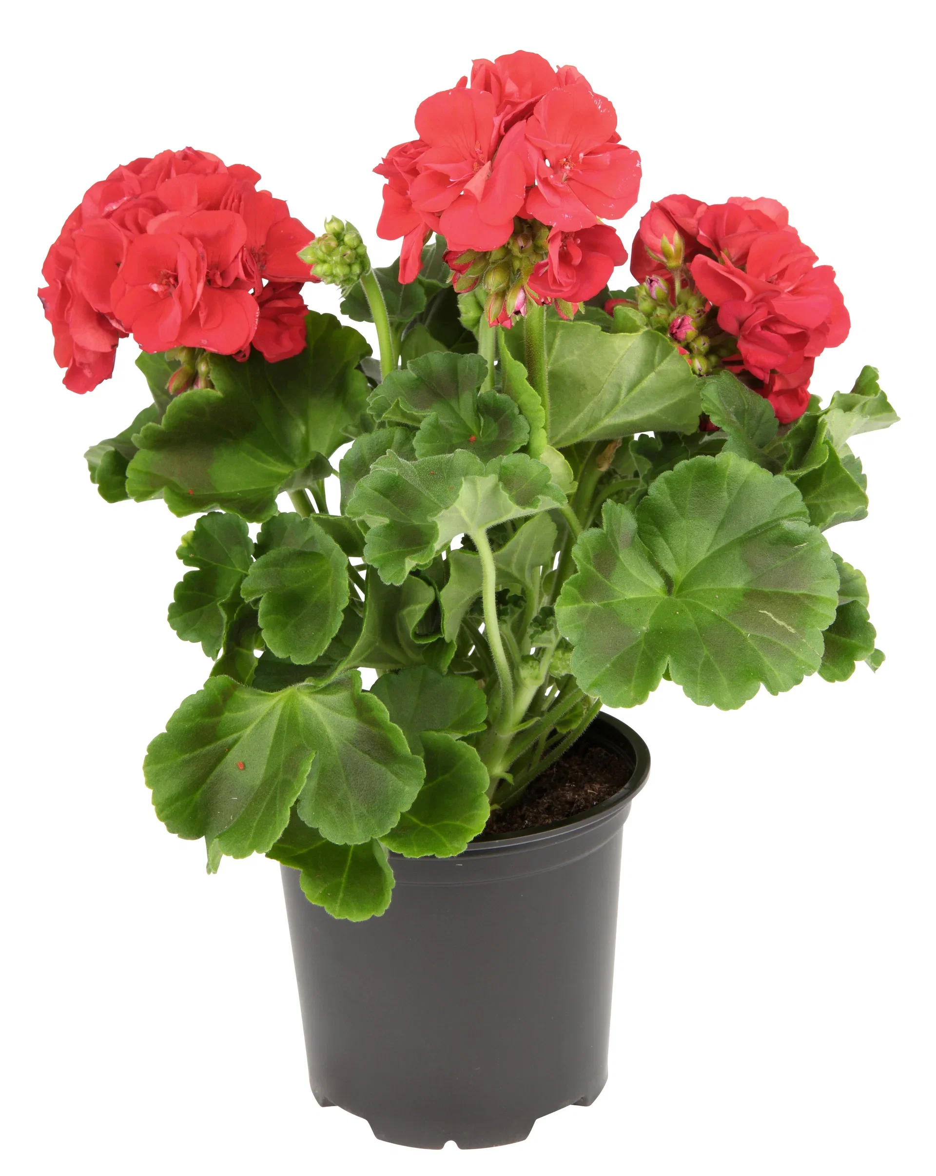 Pel. zonale Red 12 cm