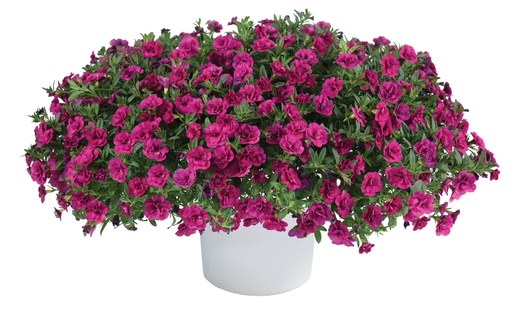 Calibrachoa Double fl. h. basket 25 cm
