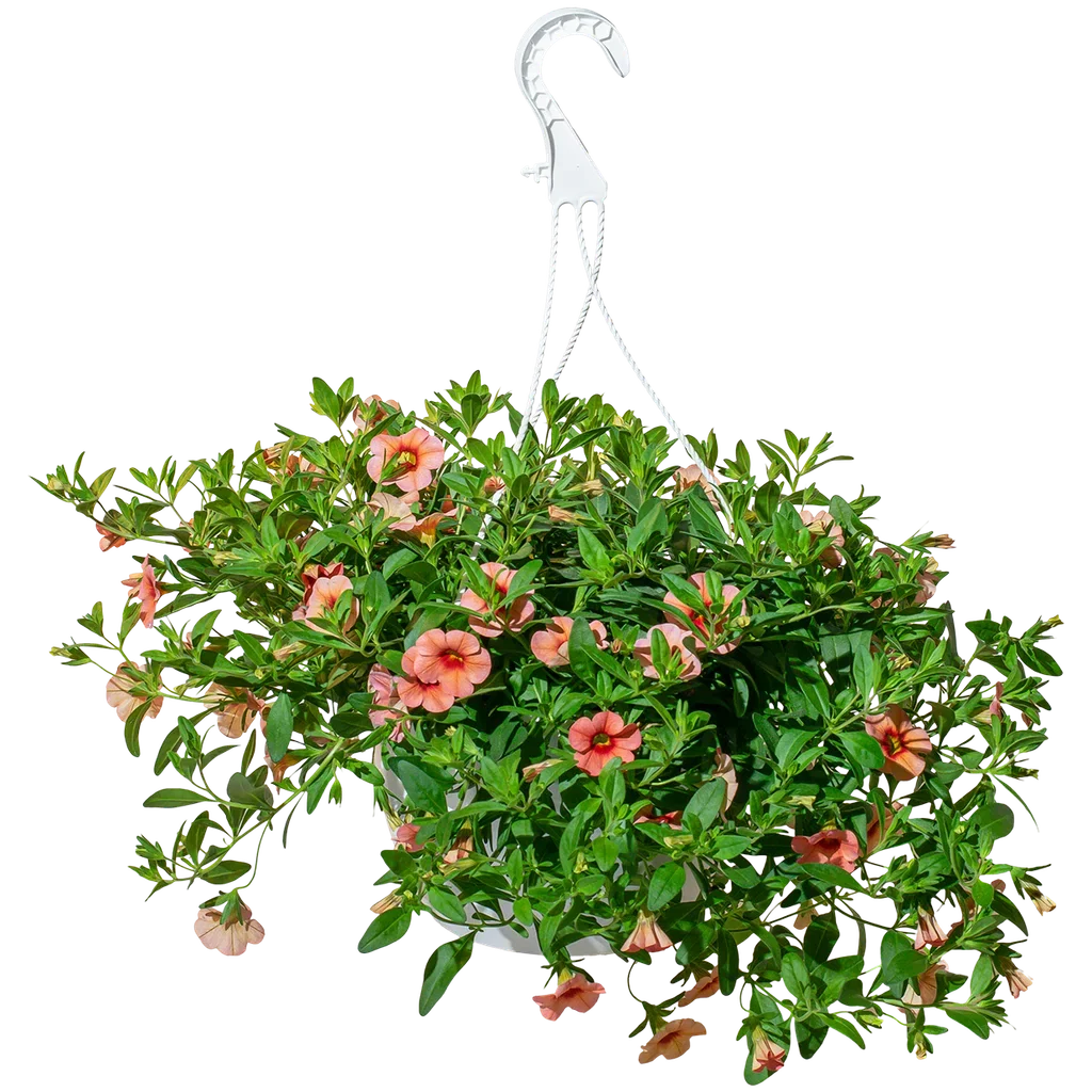 Calibrachoa Orangish h. basket 25 cm