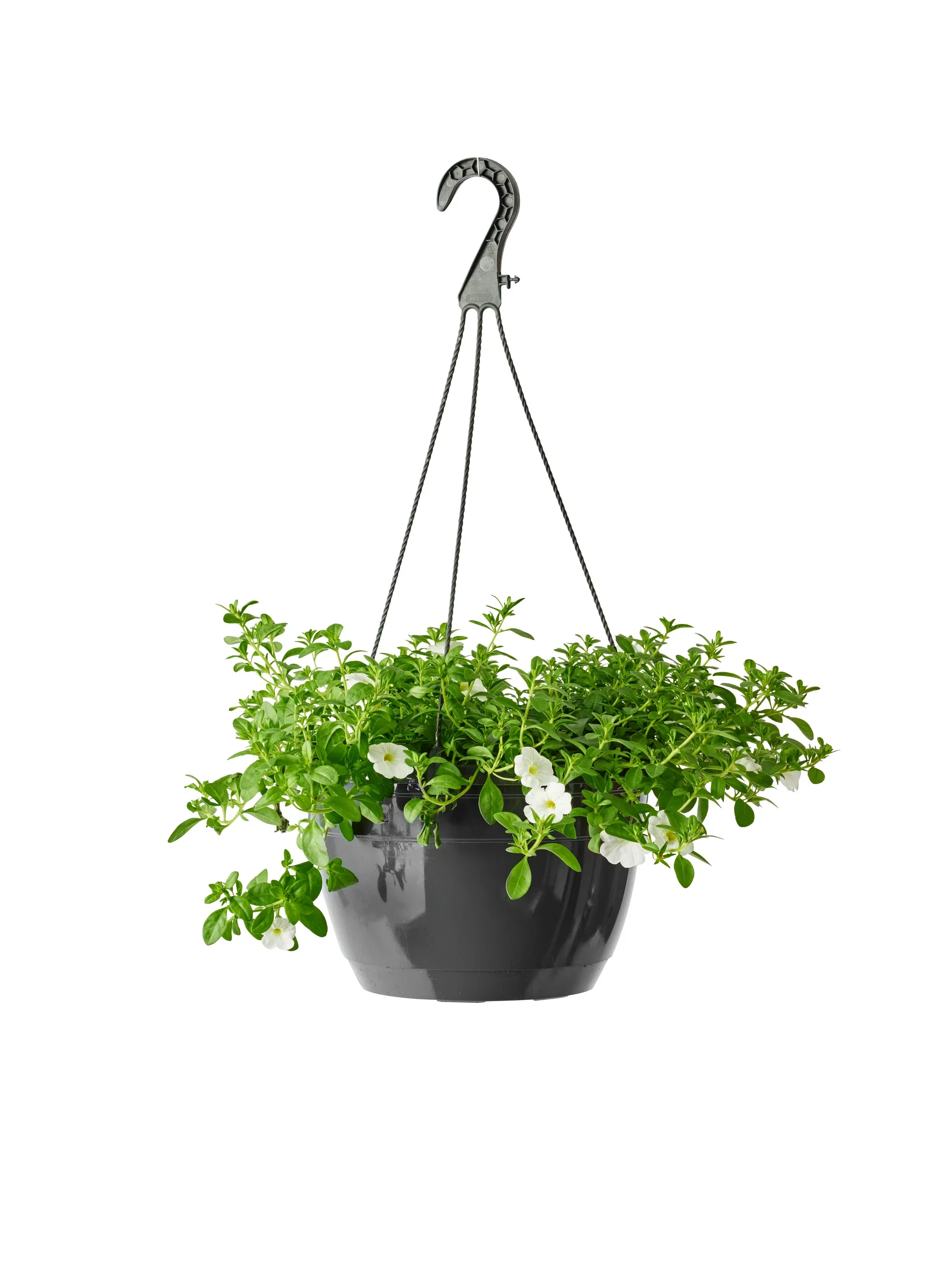 Calibrachoa White h. basket 25 cm