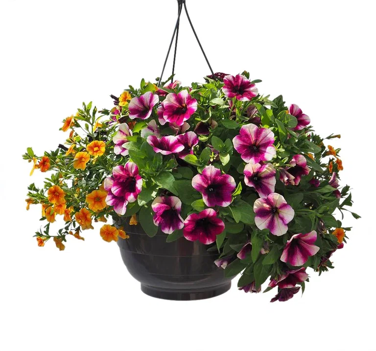Sommerblomster i ampler