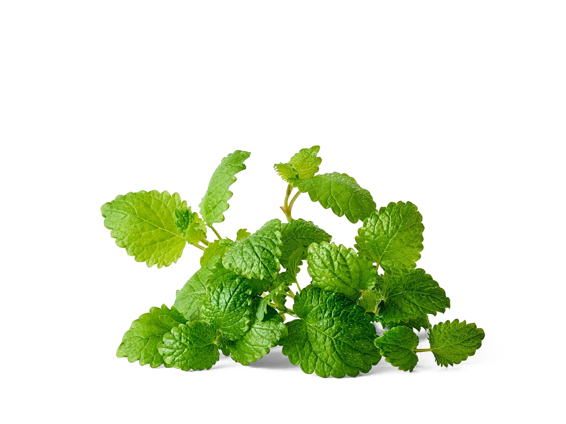 Melissa officinalis KRAV 10,5 cm