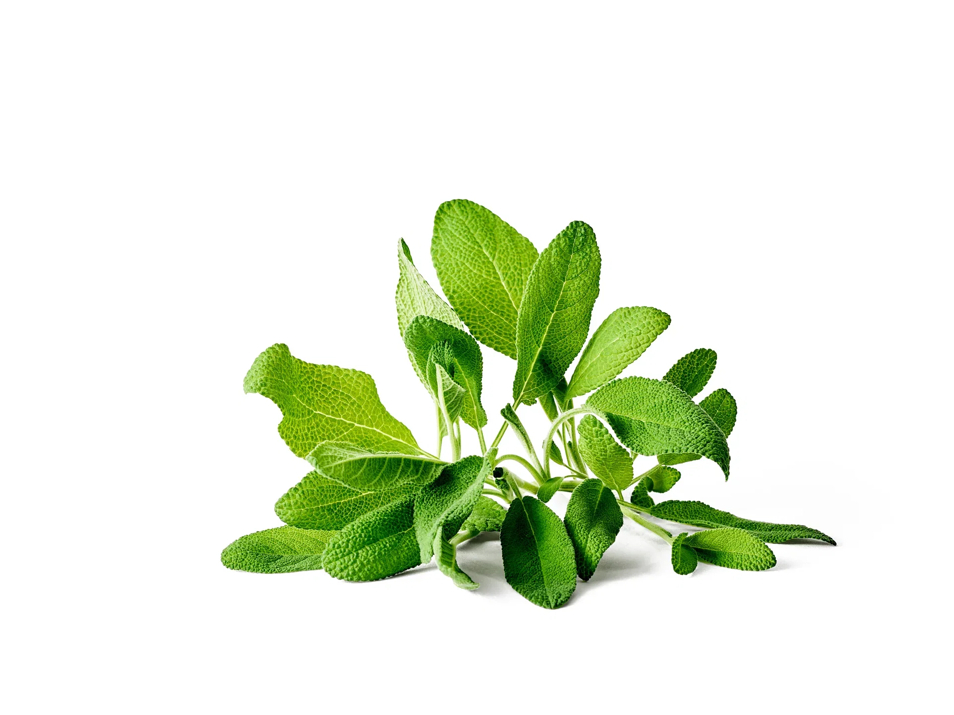 Kryddersalvie KRAV-sertifisert