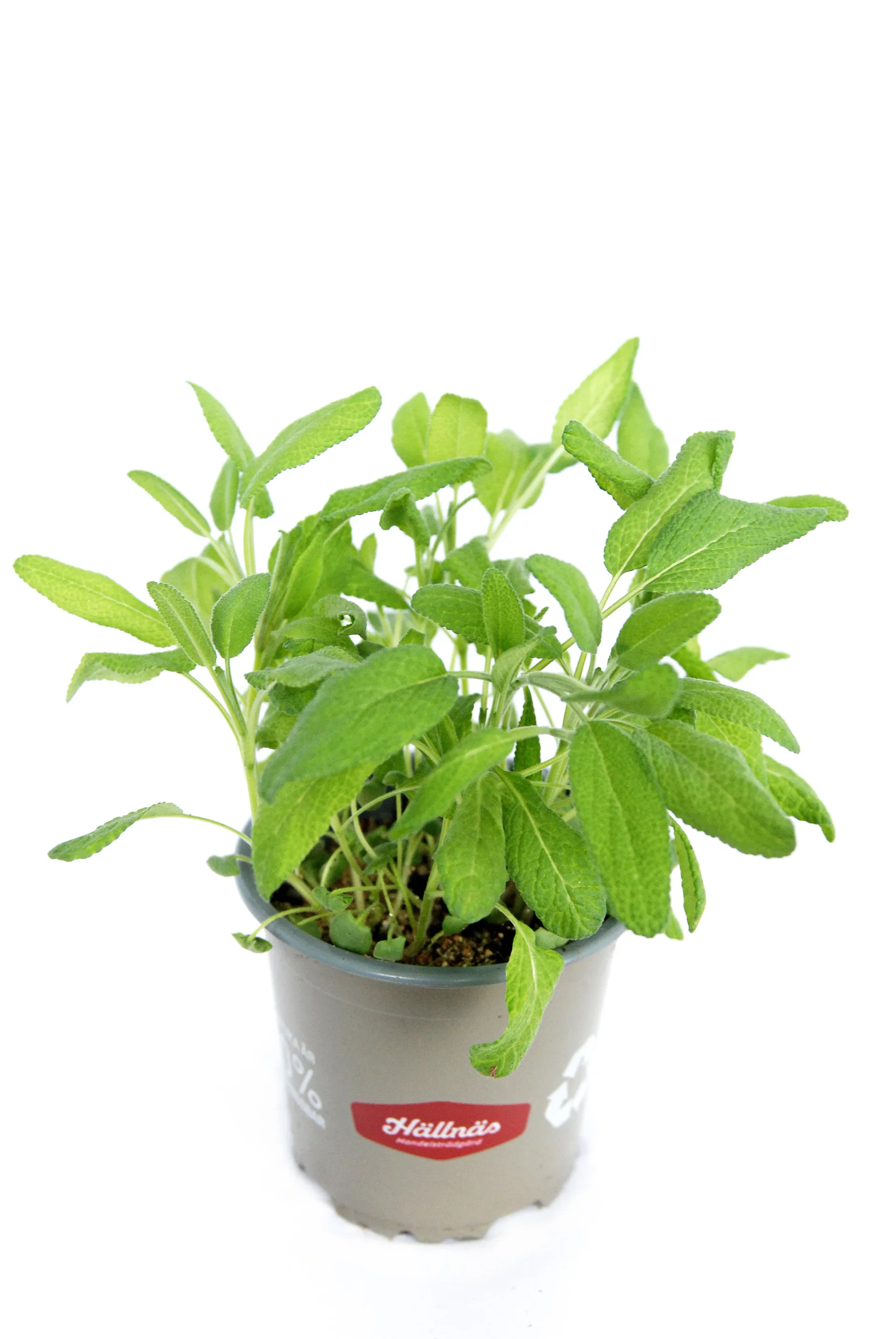 Kryddersalvie KRAV-sertifisert