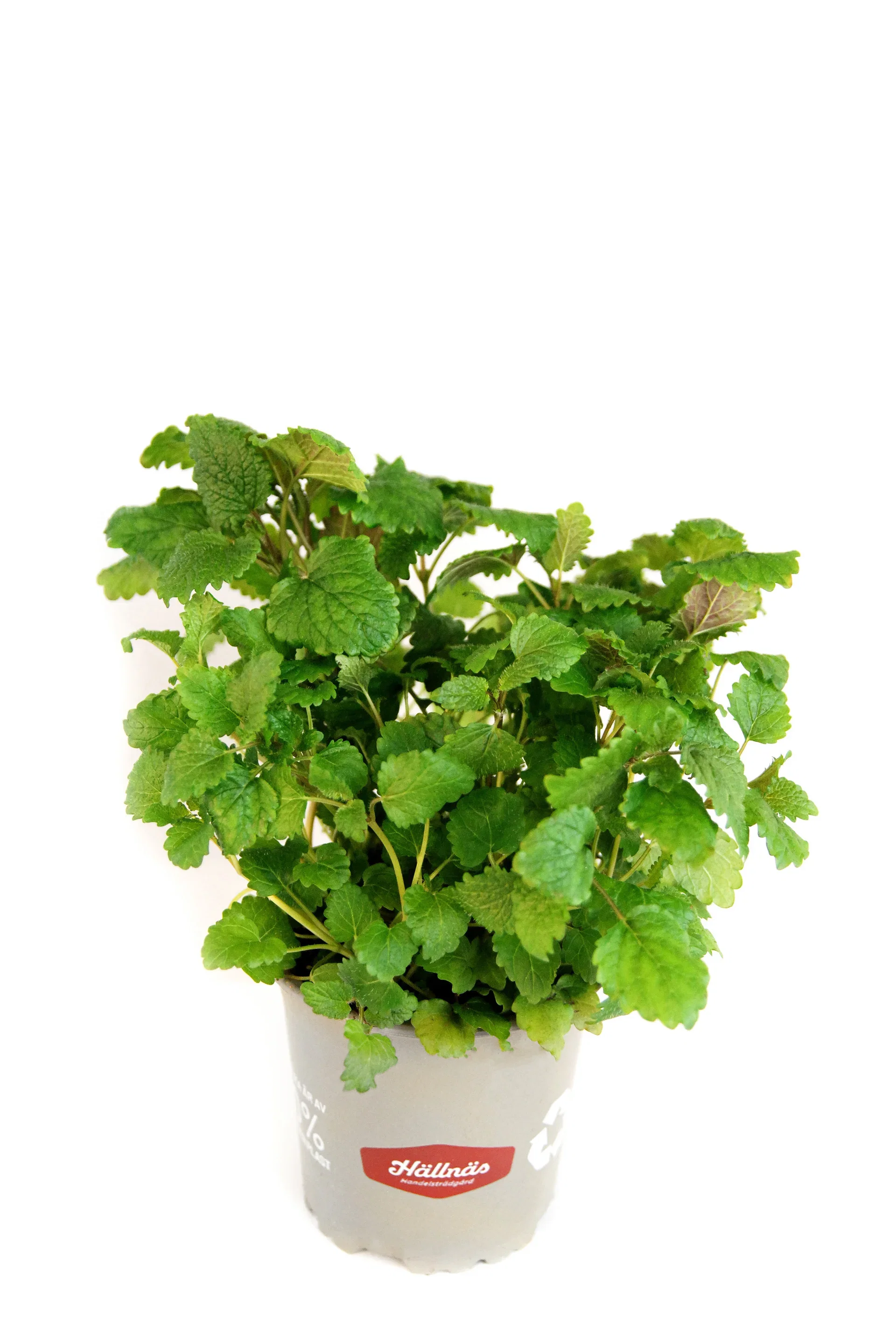 Melissa officinalis KRAV 10,5 cm