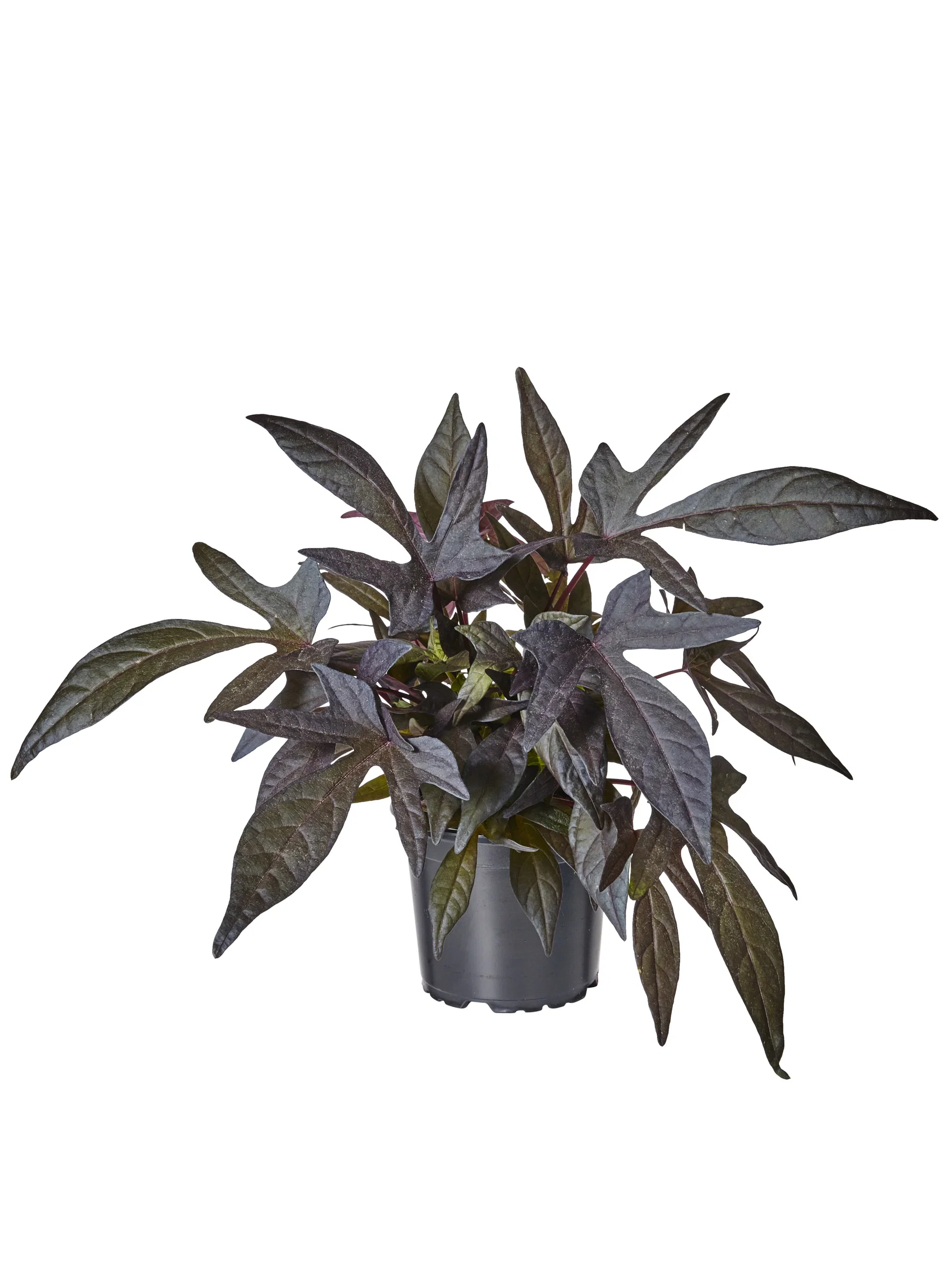Ipomoea batat Oakleaf Black 12 cm
