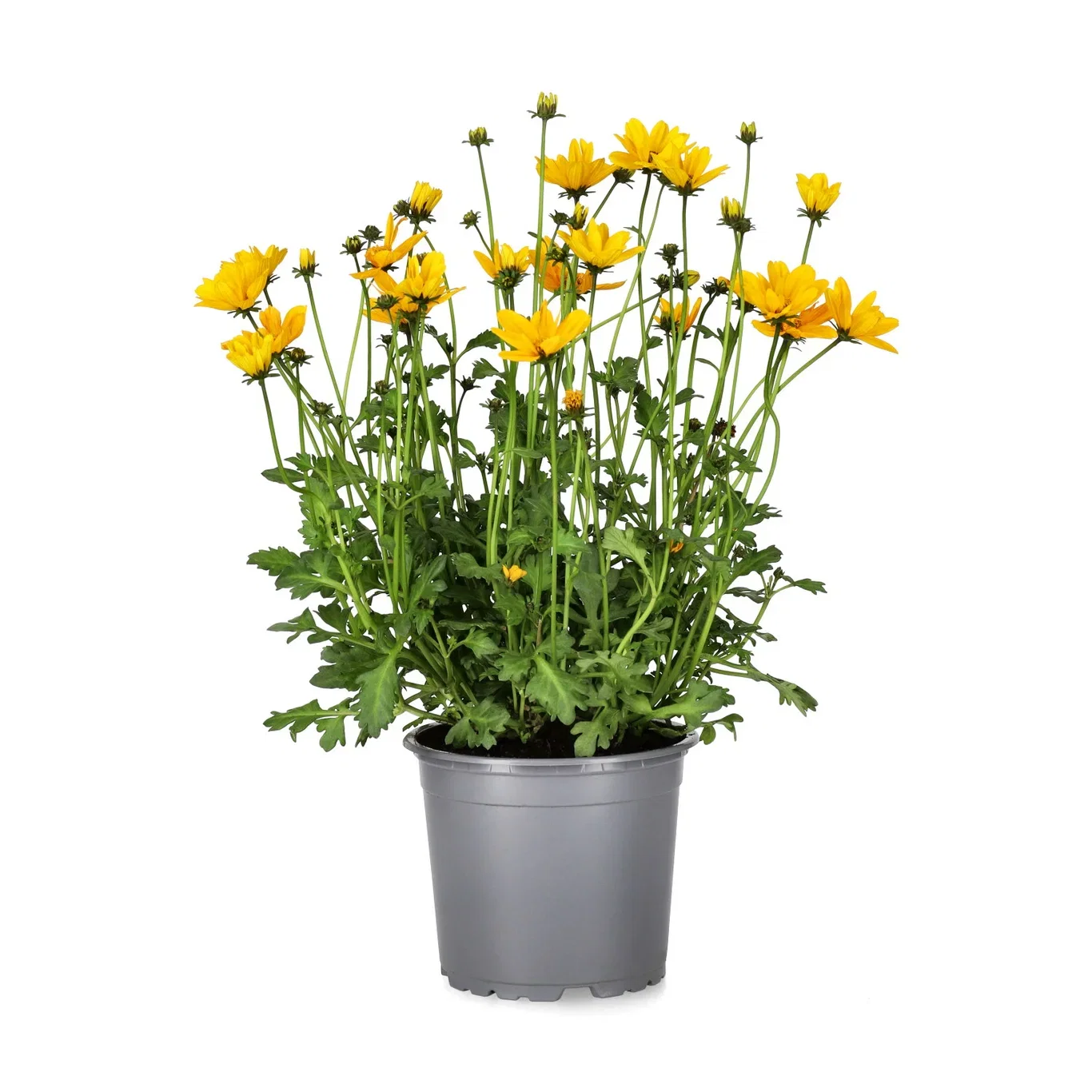 Bidens ‘Golden Empire’ 12 cm