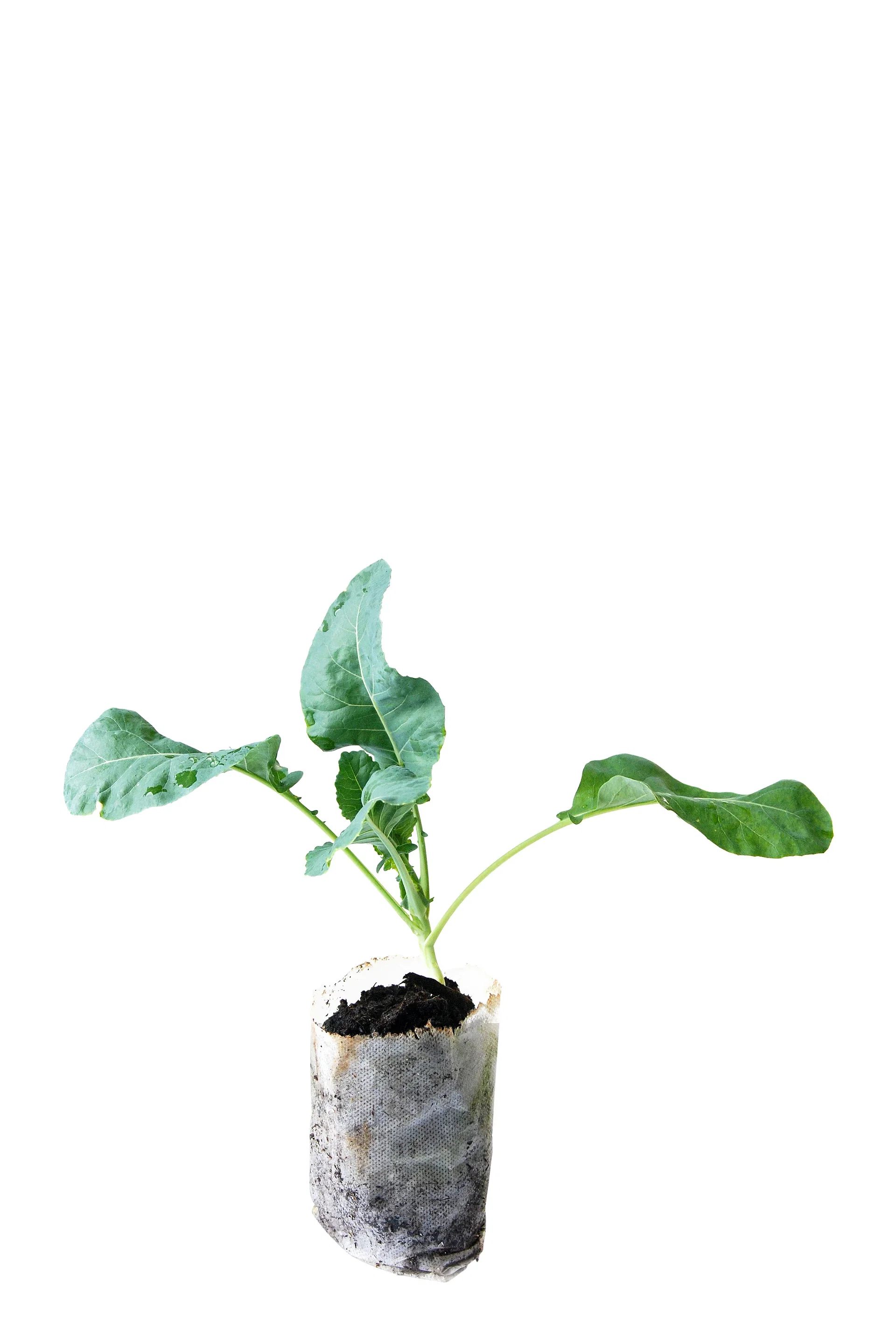 All N. Cauliflower KRAV 10,5 cm