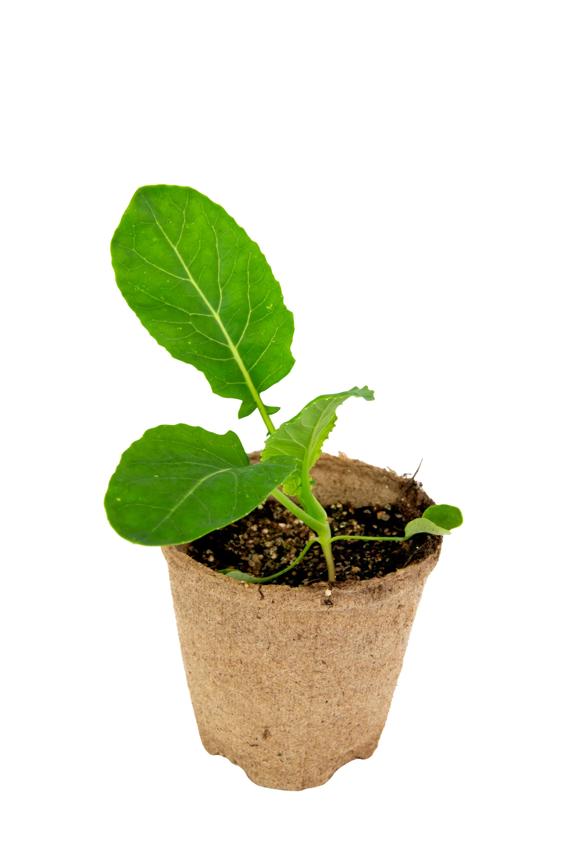 All N. Cauliflower KRAV 10,5 cm