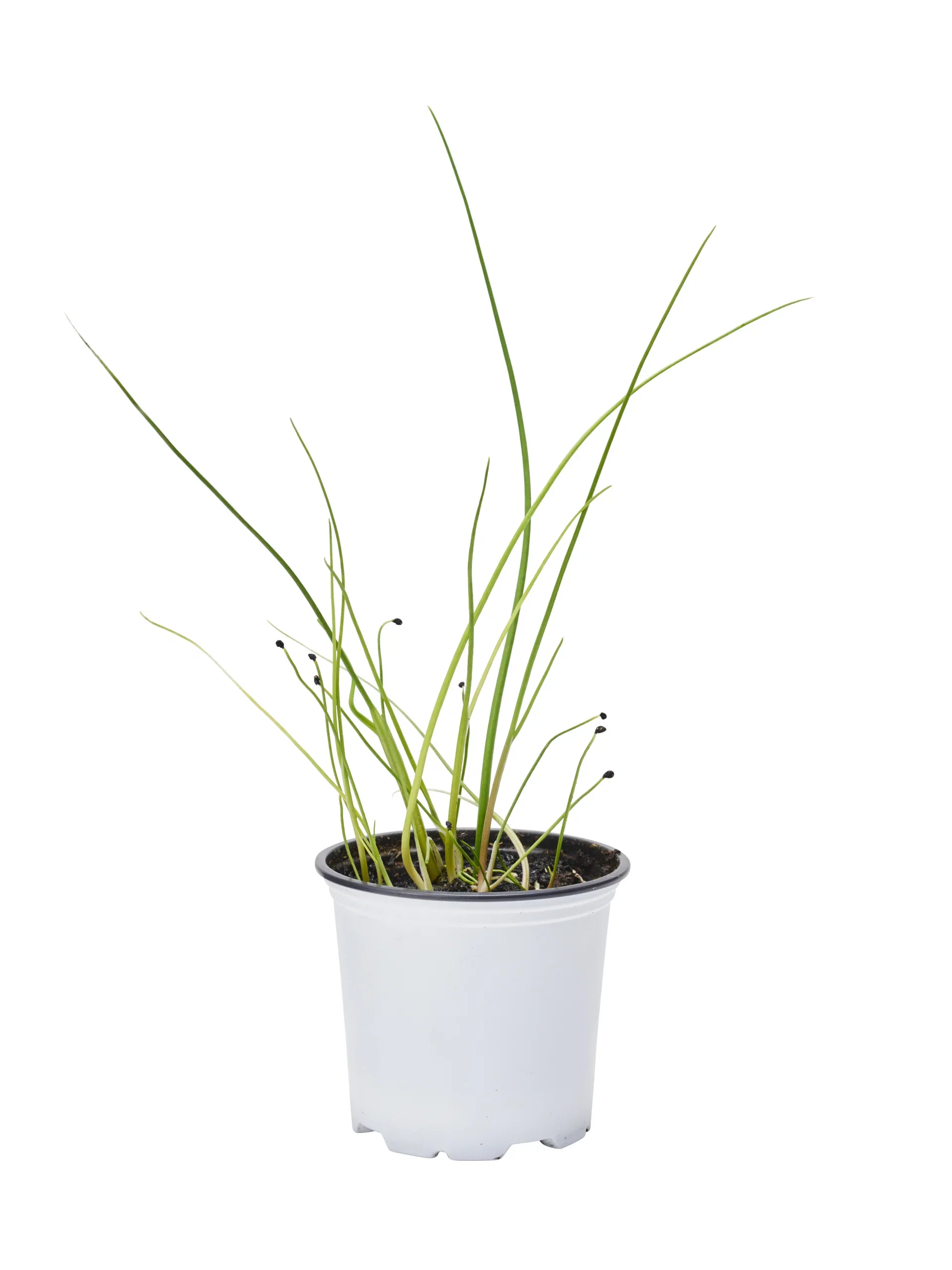 All N. Leek KRAV 10,5 cm