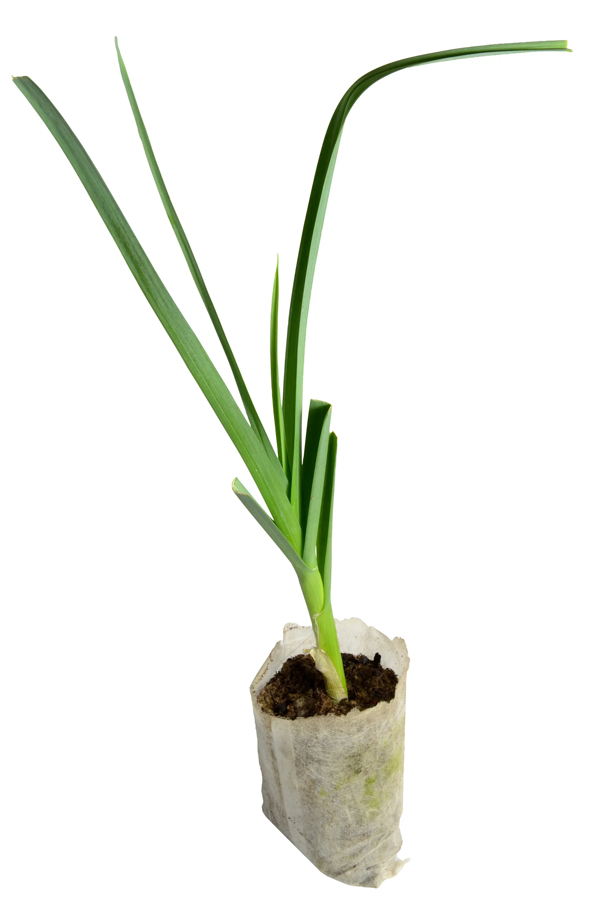 All N. Leek KRAV 10,5 cm