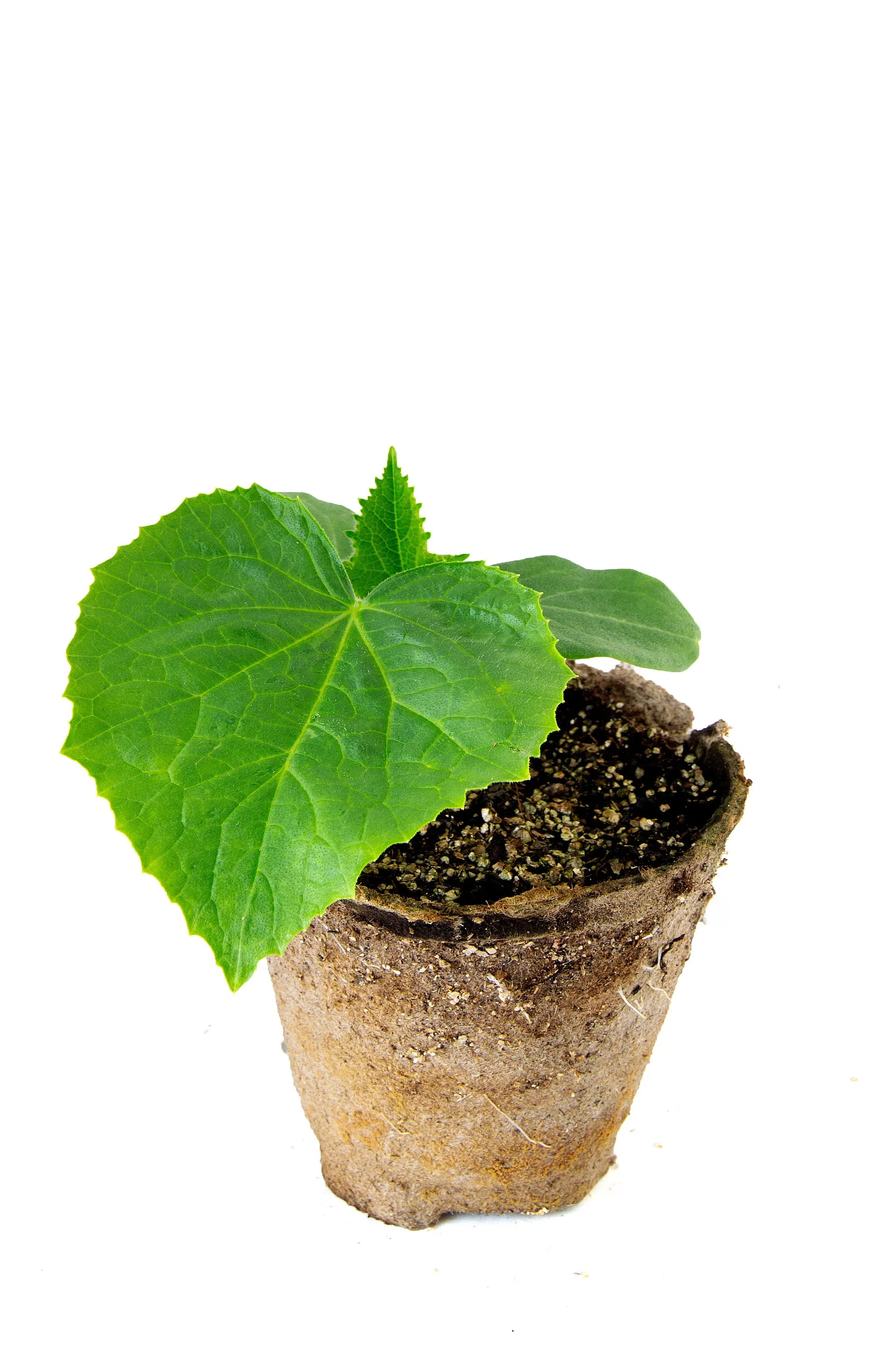 Västerås agurk 'Charlotte' KRAV