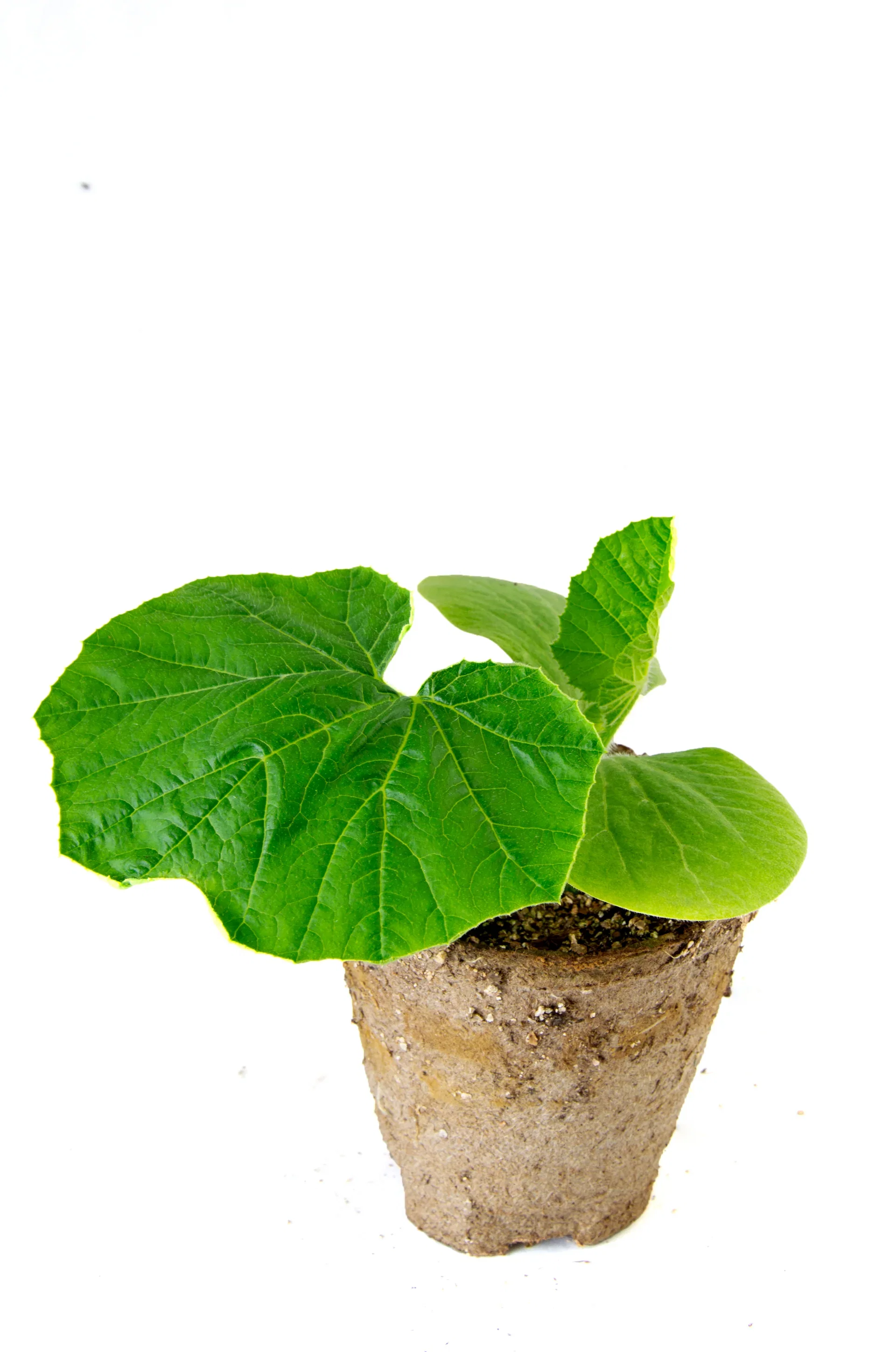 All N. Cucurbita 'Pepo Yellow' KRAV 10,5 cm