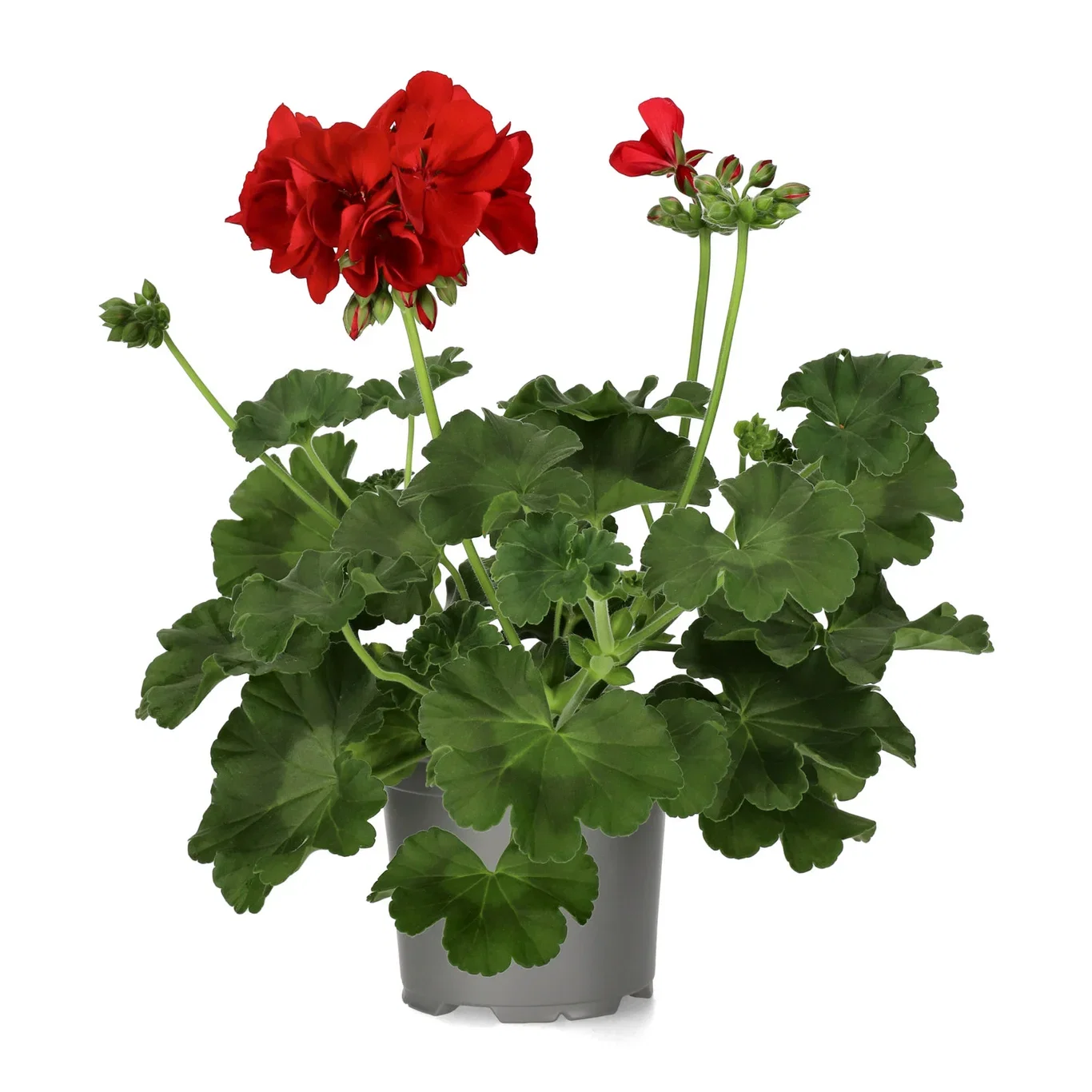 Pel. Calliope L. 'Dark Red' 13 cm