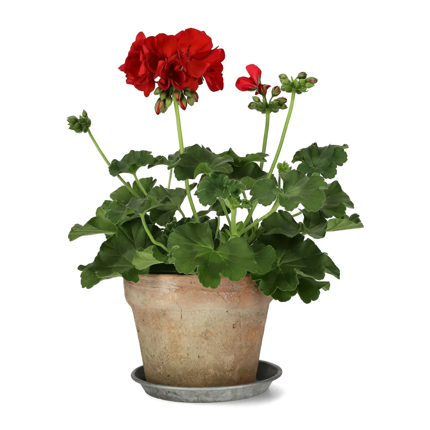 Pel. Calliope L. 'Dark Red' 13 cm