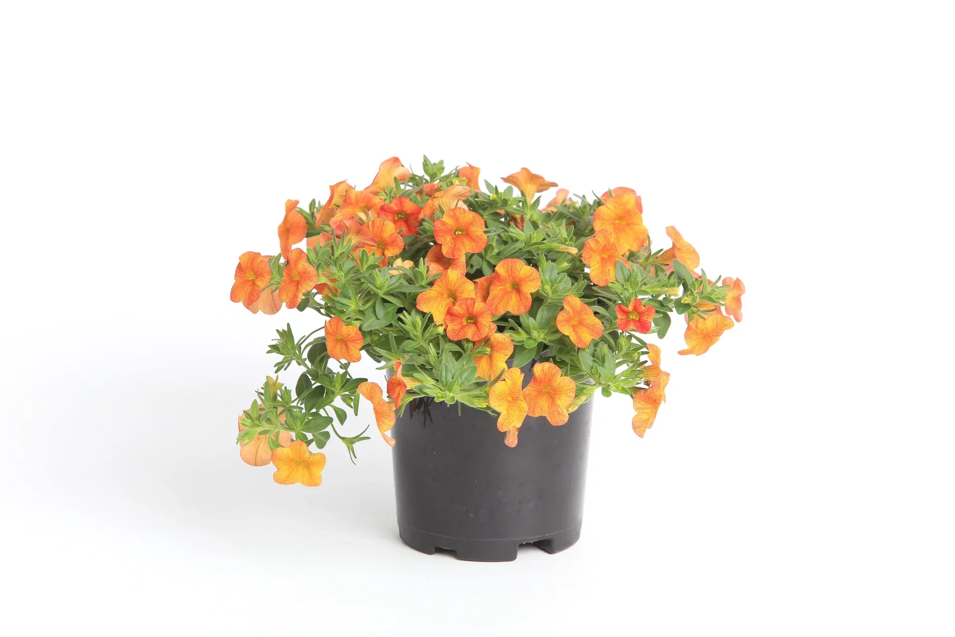 Calibrachoa Orange 12 cm