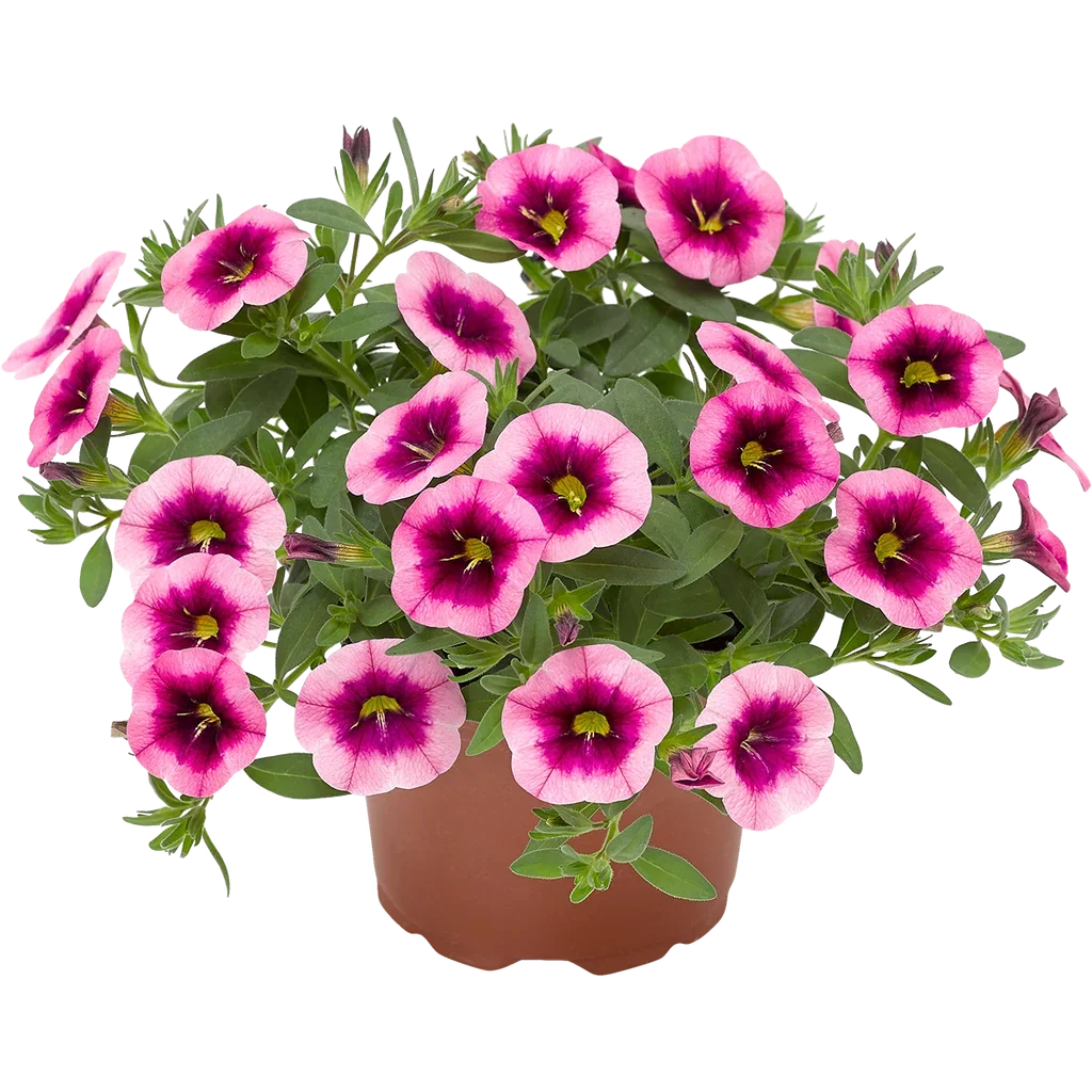 Liten petunia bicolour
