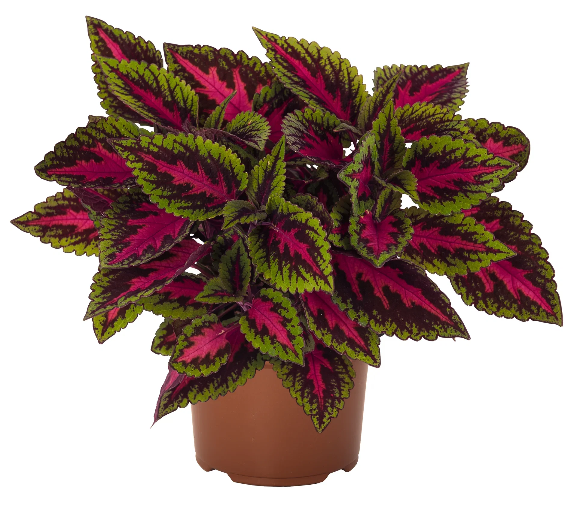 Praktspragle 'Ruby Road'